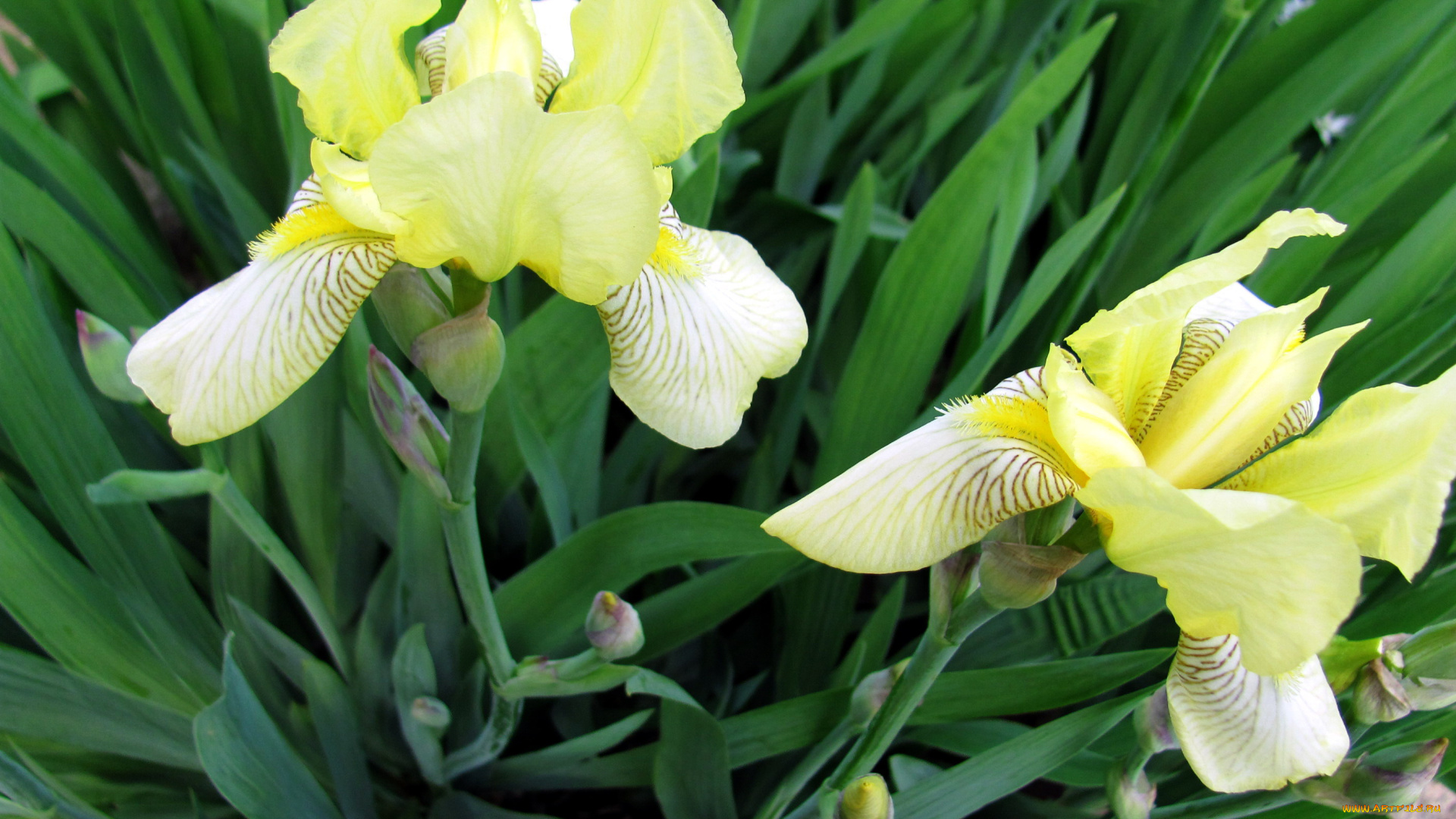 цветы, ирисы, дуэт