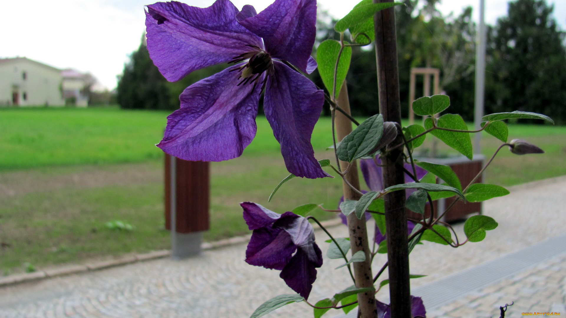 цветы, клематис, , ломонос, лиловый