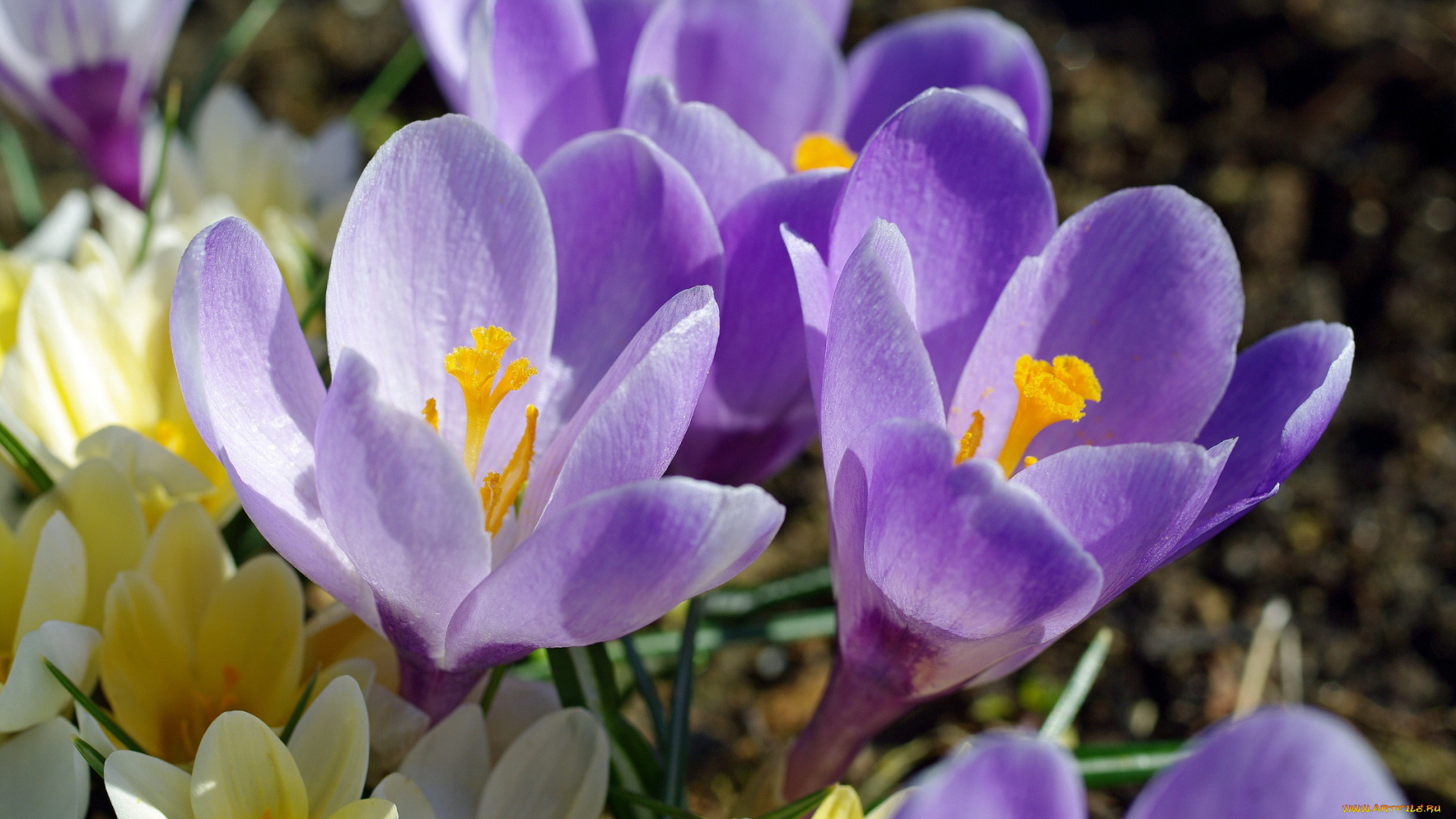 цветы, крокусы, флора, сиреневый, цвет, дача, весна, апрель, растения, радость, природа, первоцветы, макро, луковичные, красота
