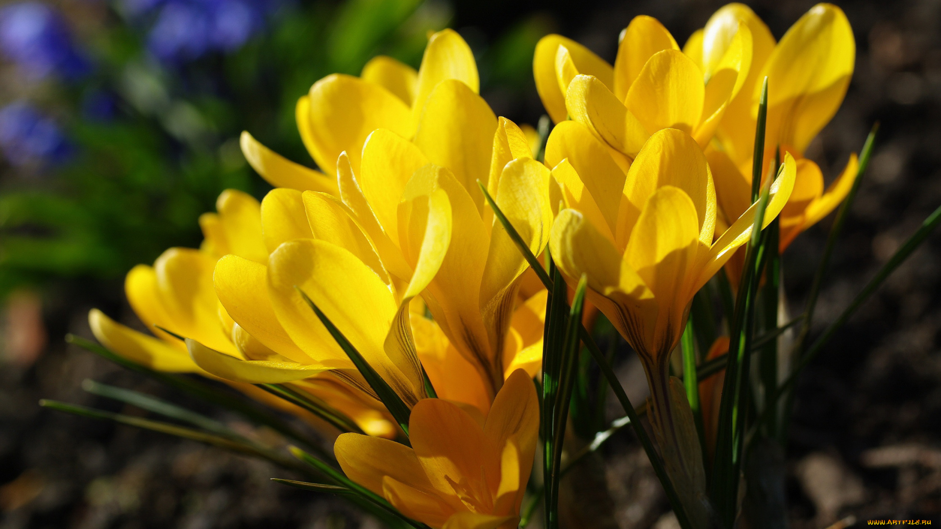 цветы, крокусы, природа, первоцветы, жёлтый, цвет, макро, луковичные, красота, дача, весна, нежность, флора, радость, растения