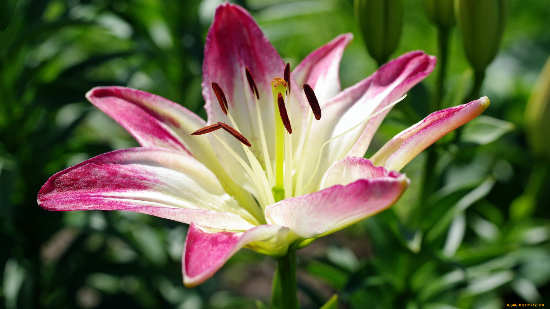 цветы, лилии, , лилейники, флора, тычинки, растения, природа, пестики, луковичные, лето, июль, дача