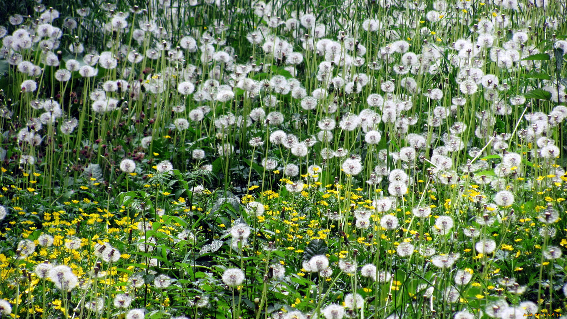 цветы, одуванчики, пушистики