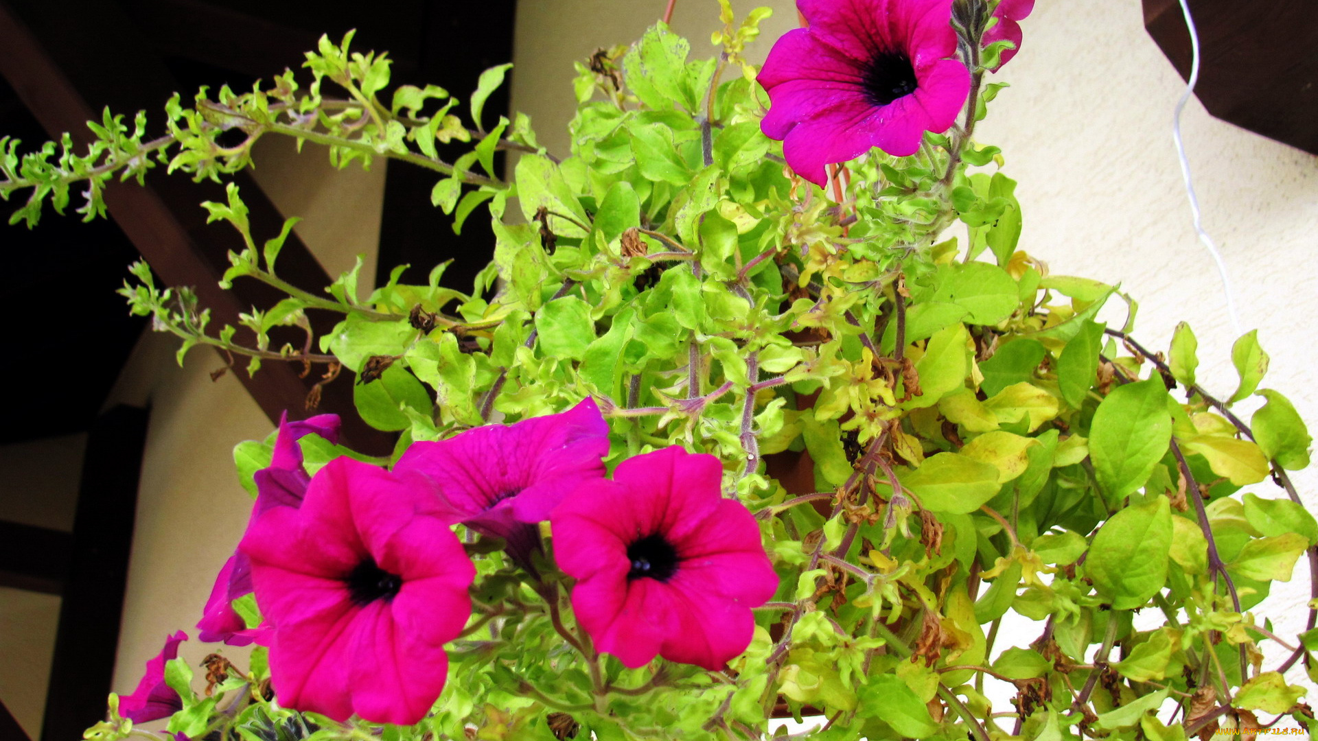 цветы, петунии, , калибрахоа, розовый