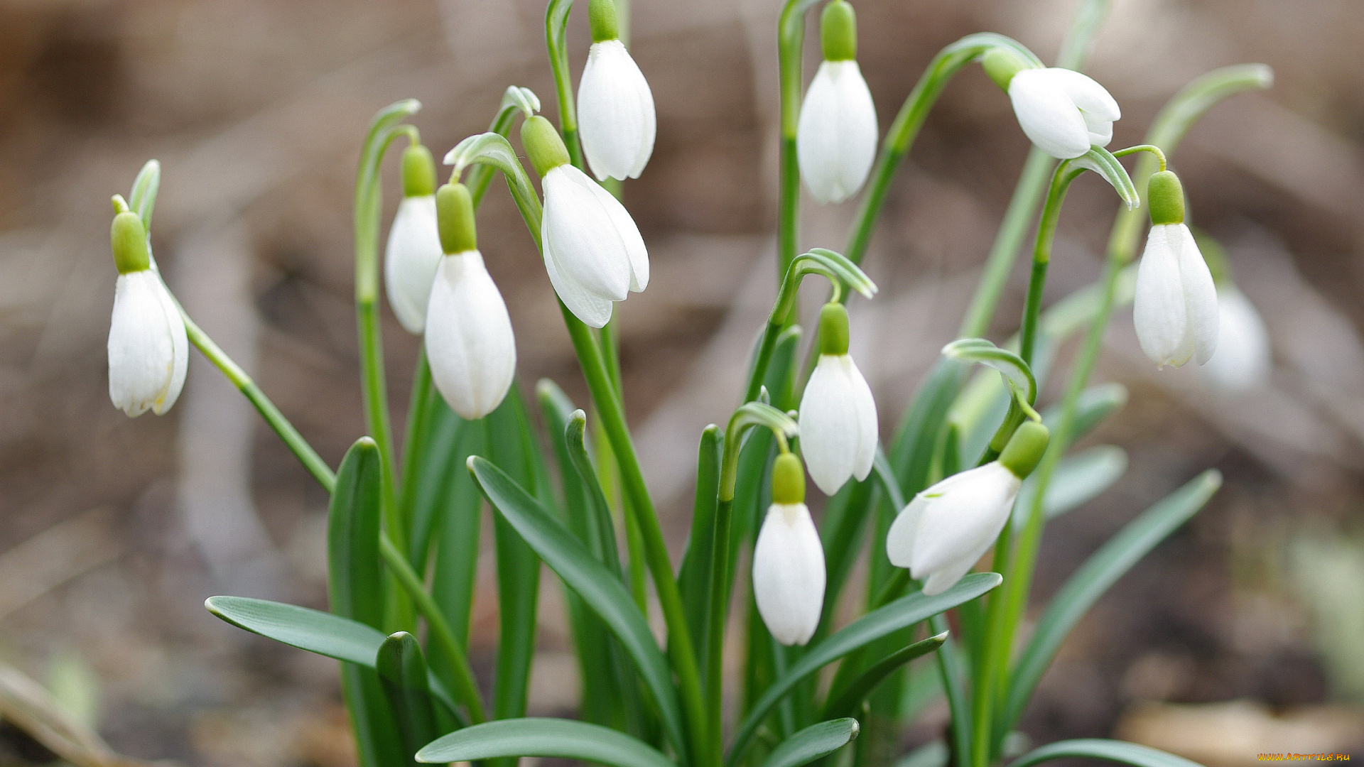 цветы, подснежники, , белоцветники, , пролески, флора, природа, растения, первоцветы, нежность, май, белый, цвет, весна, галантус, дача, луковичные