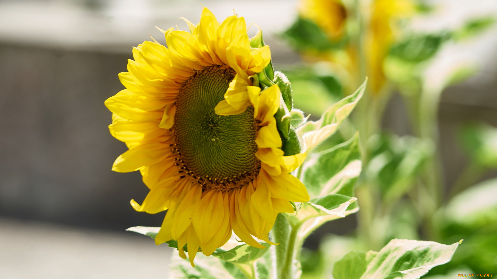 цветы, подсолнухи, цветок, солнечный