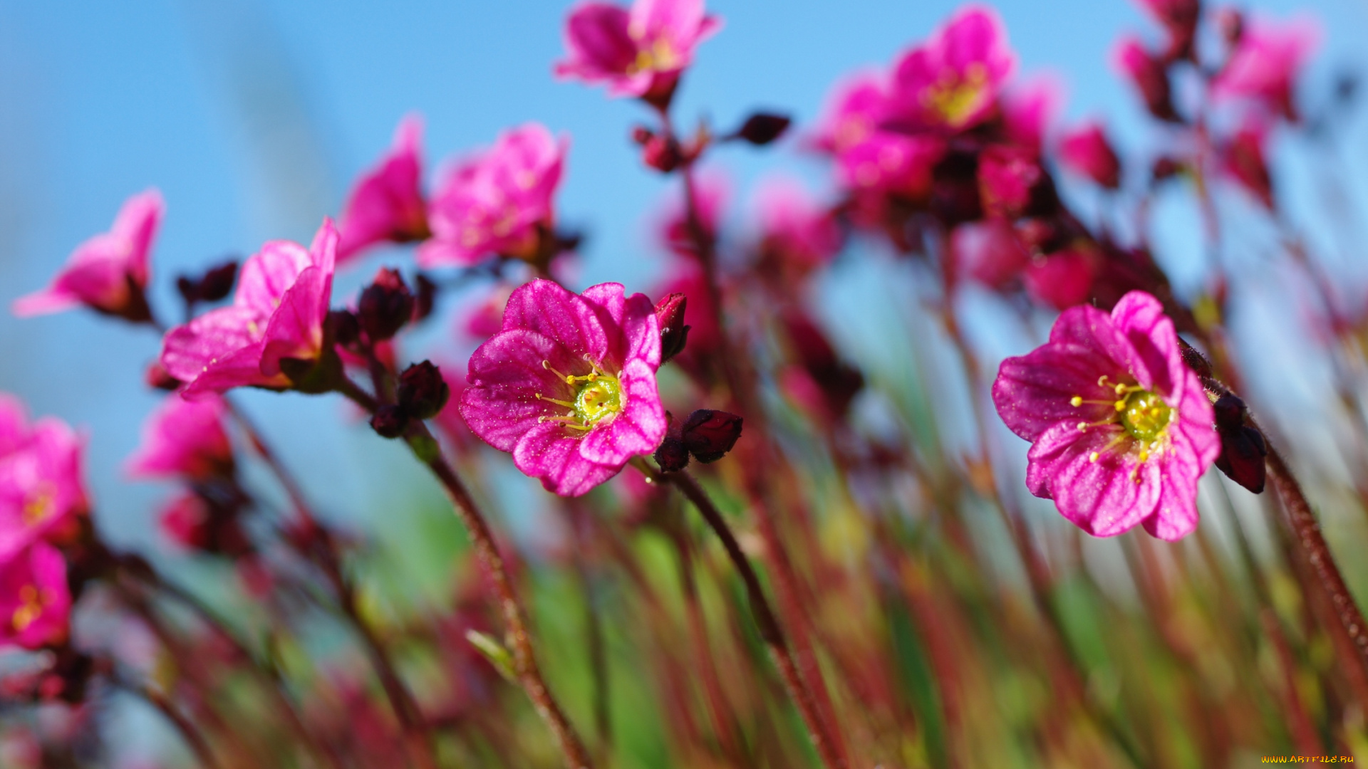 цветы, розовый, цвет, растения, природа, небо, май, множество, красота, камнеломка, дача, весна, флора, цветущий, мох
