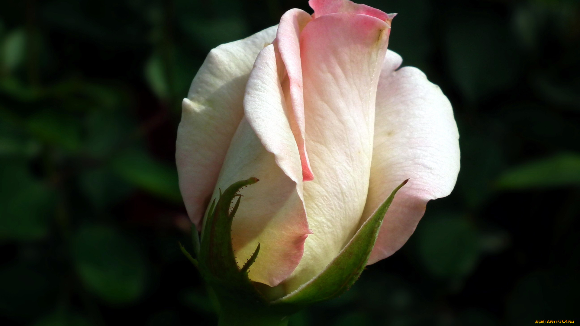 цветы, розы, бутон