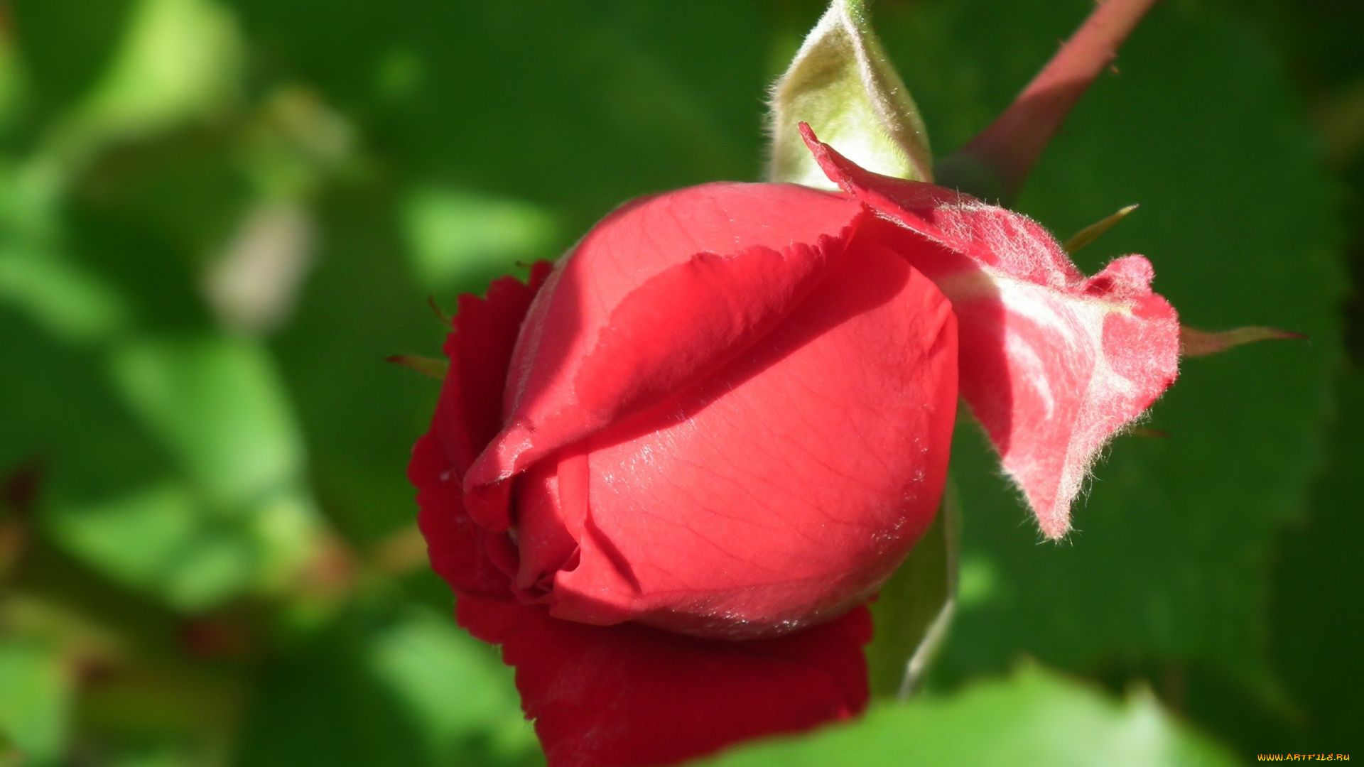 цветы, розы, бутон