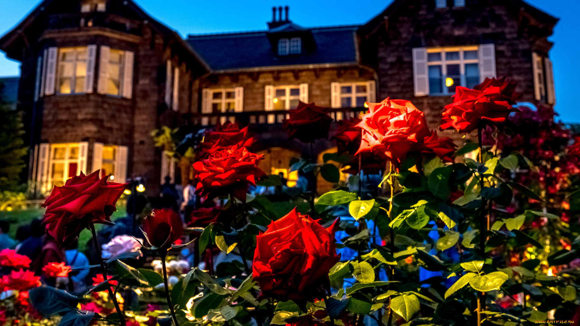 цветы, розы, вечер, особняк, дом