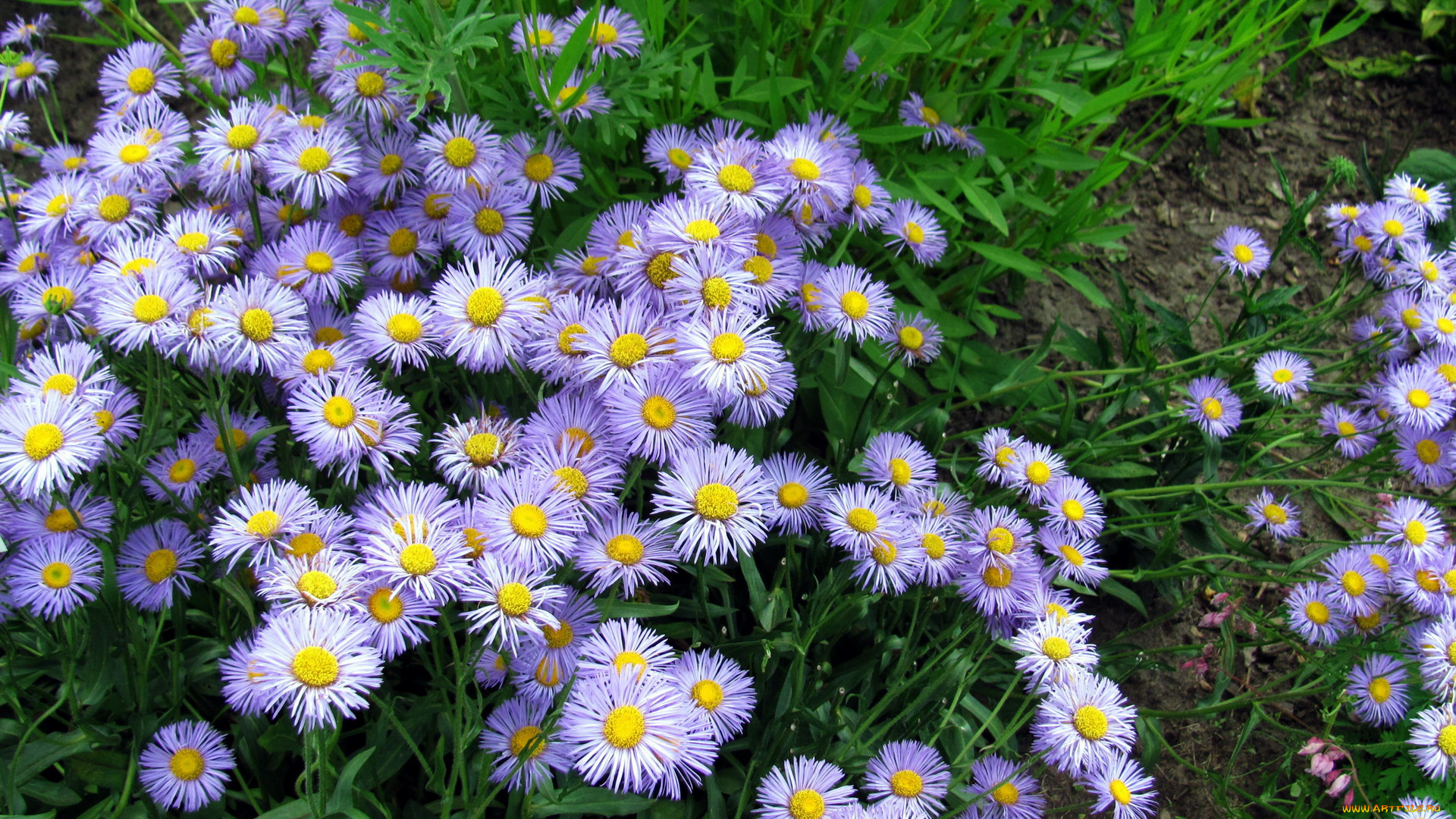 мелколепестник, гибридный, цветы, мелколепестник, гибридный