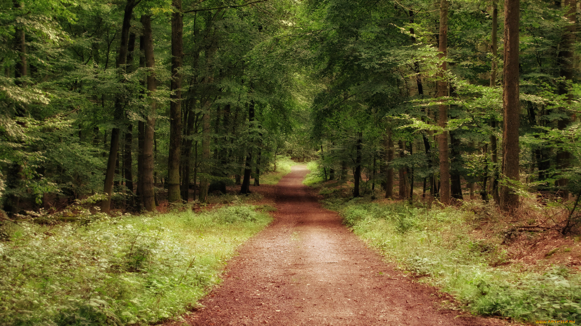 природа, дороги, простор