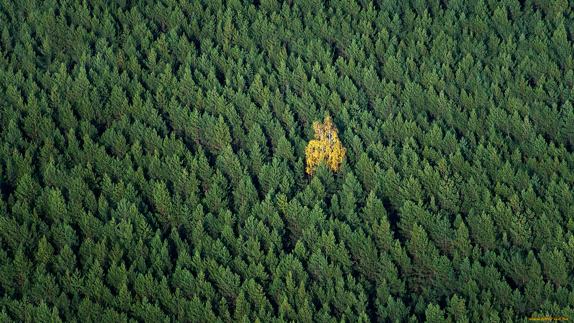 природа, лес, деревья, осень