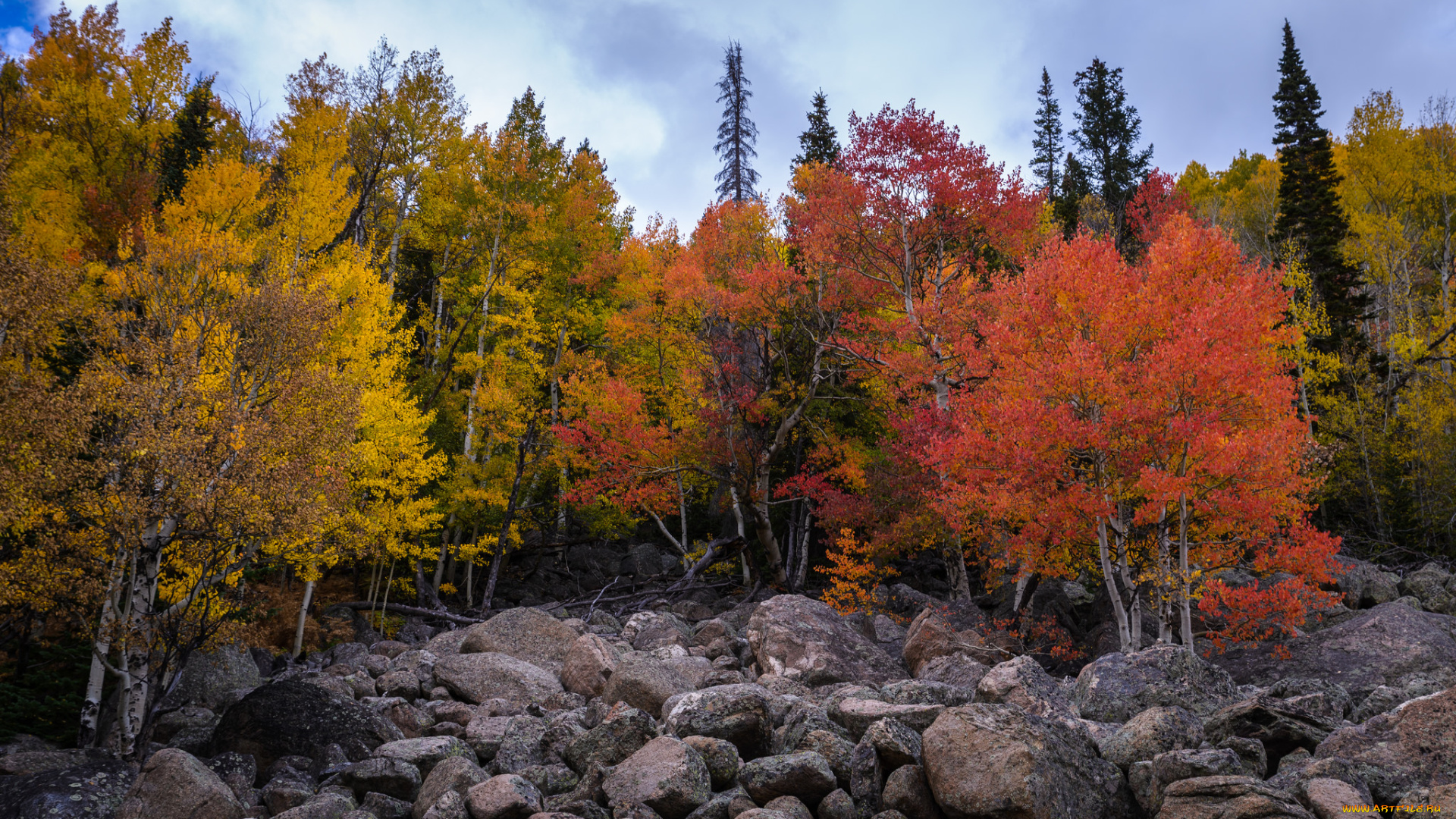 природа, лес, простор