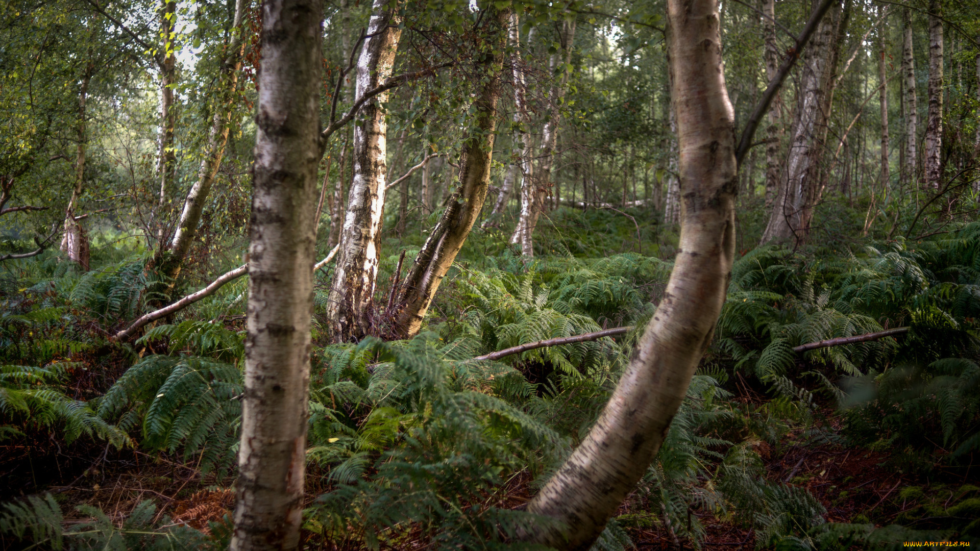 природа, лес, простор