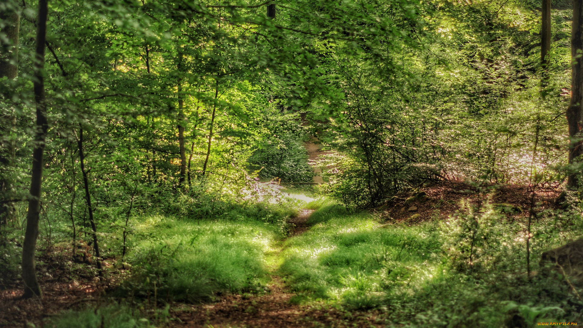 природа, лес, простор