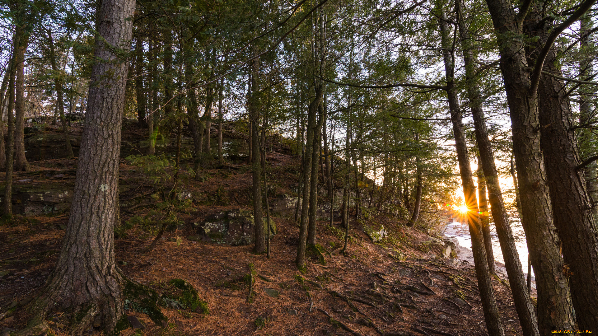 природа, лес, простор