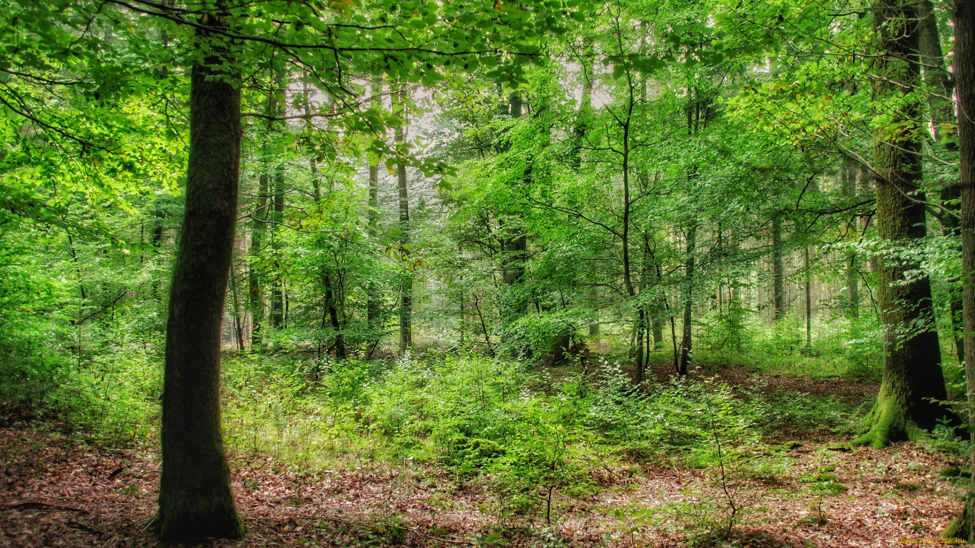 природа, лес, простор