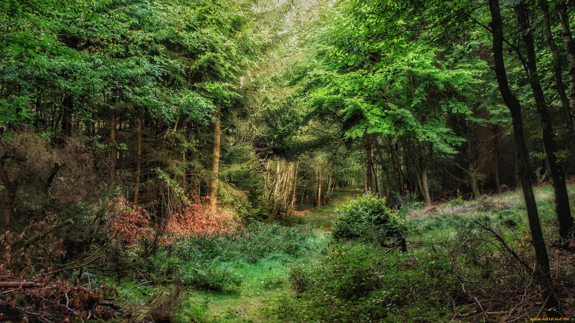природа, лес, простор