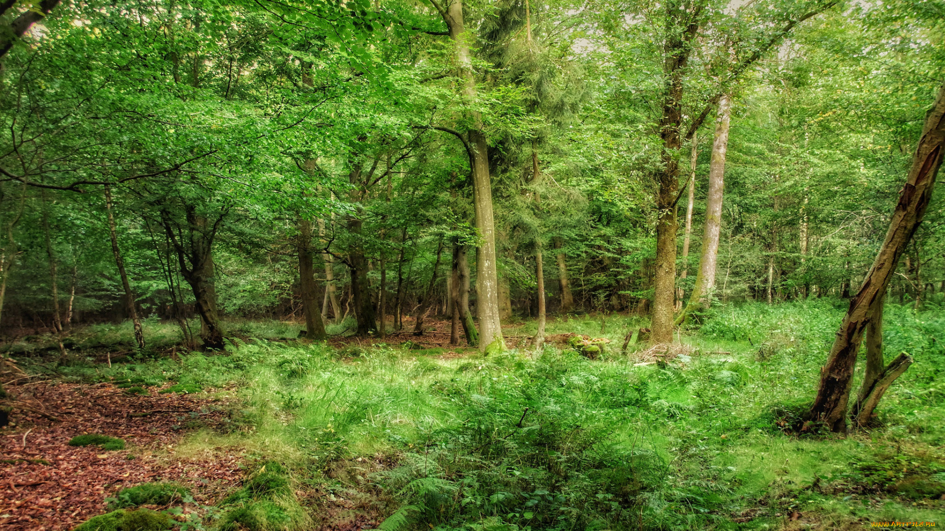 природа, лес, простор