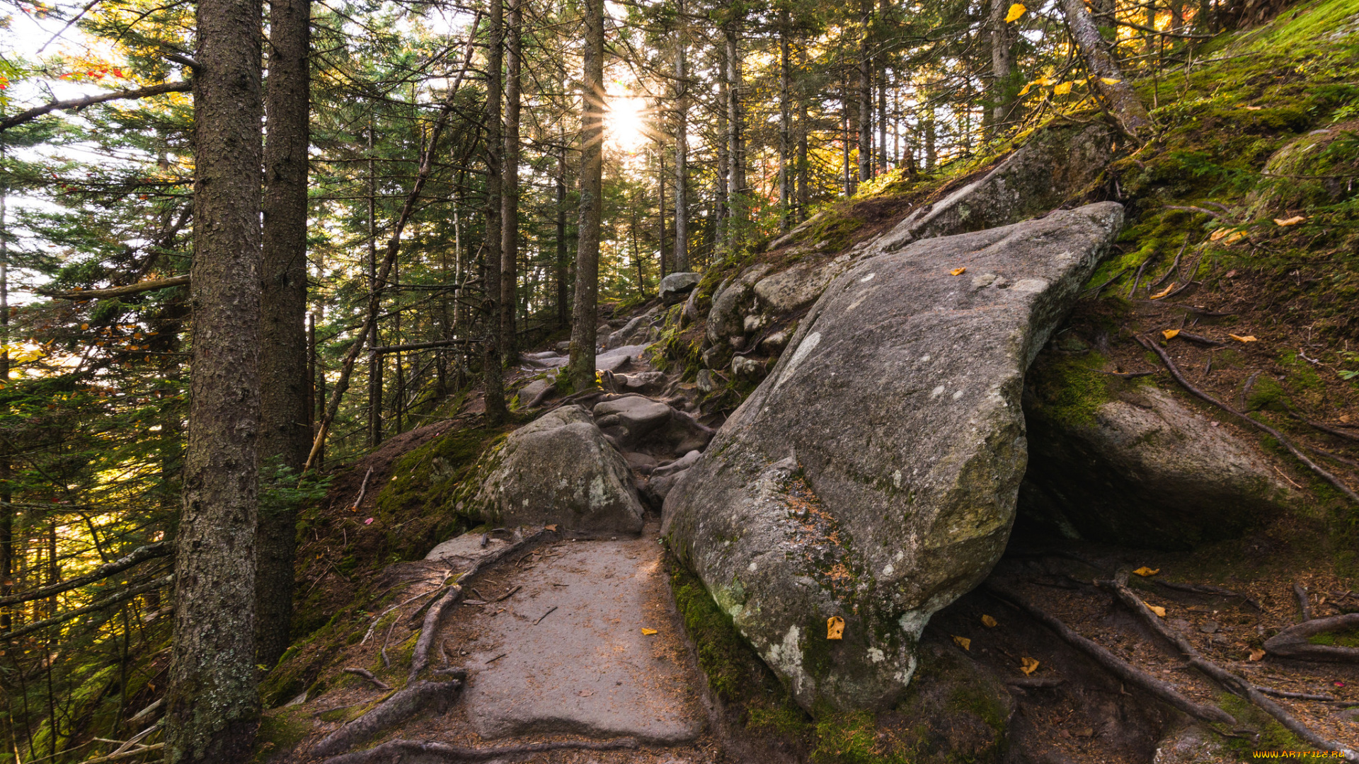 природа, лес, простор