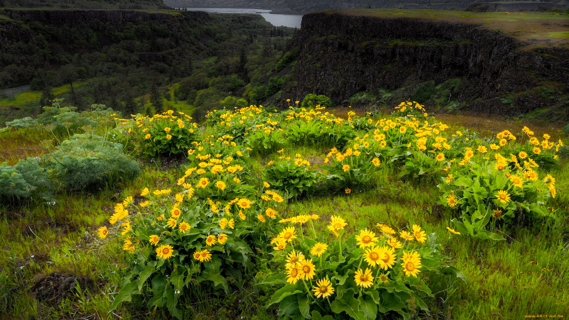 природа, луга, простор