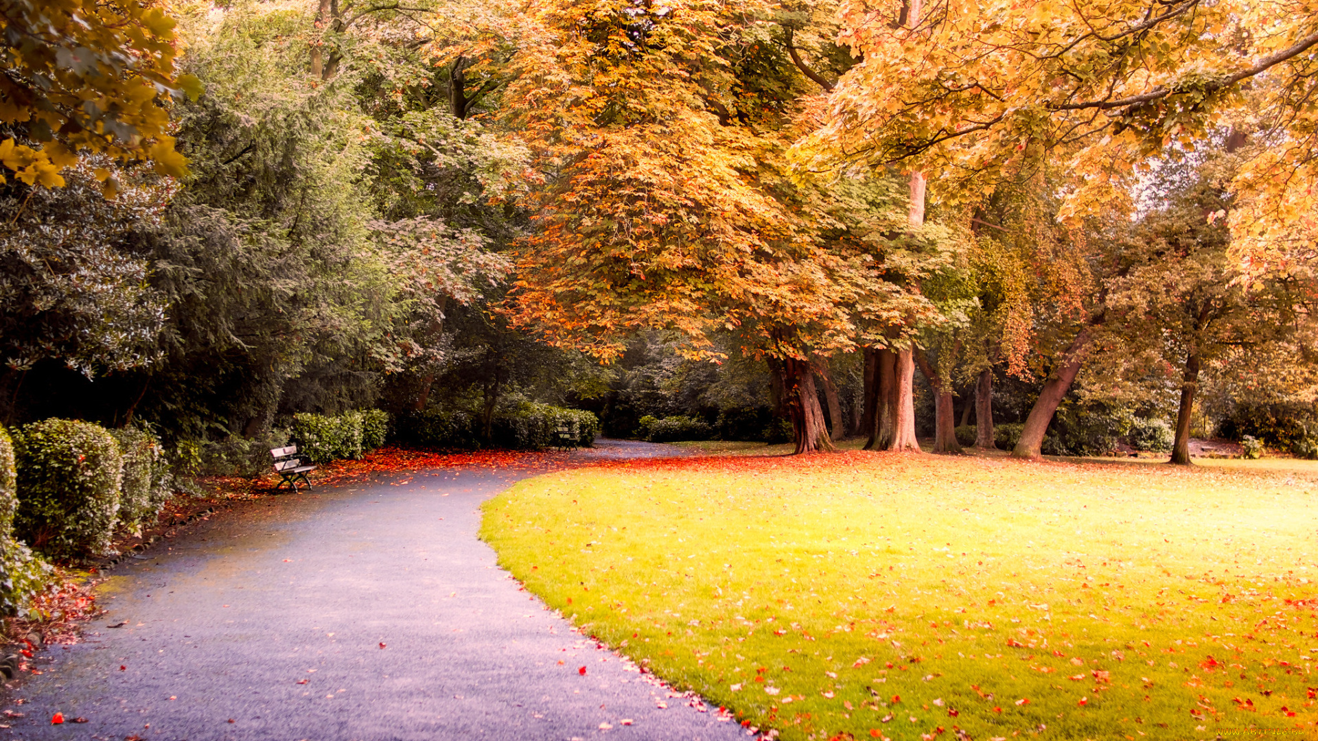 природа, парк, простор