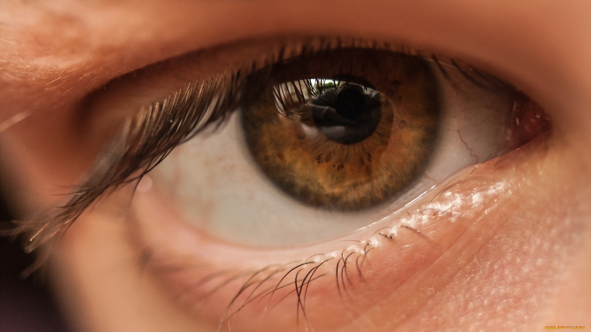 разное, глаза, макро