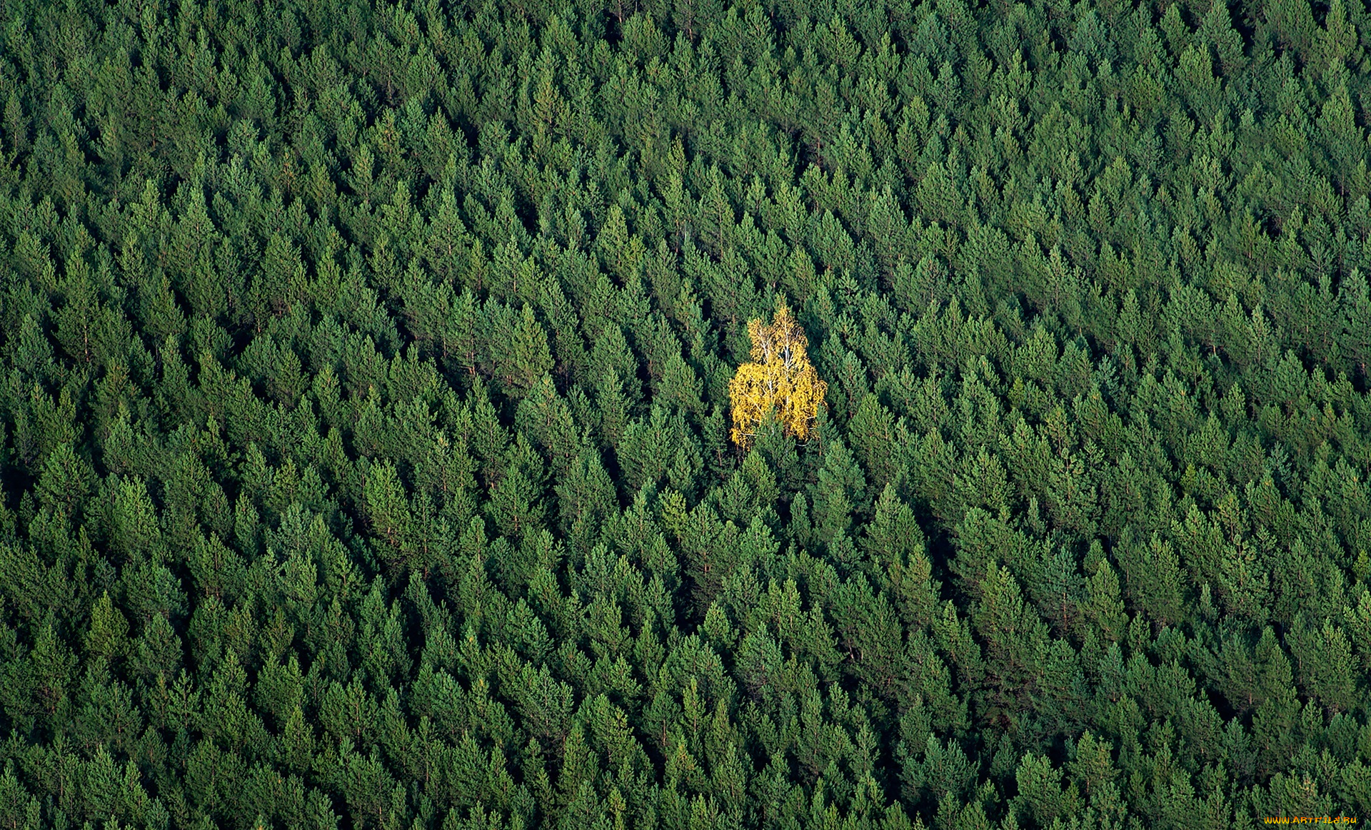 природа, лес, деревья, осень