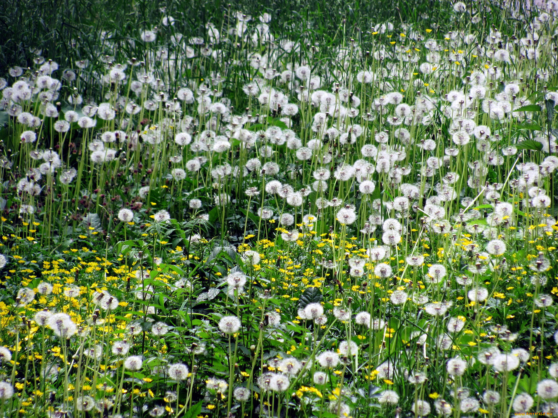 цветы, одуванчики, пушистики