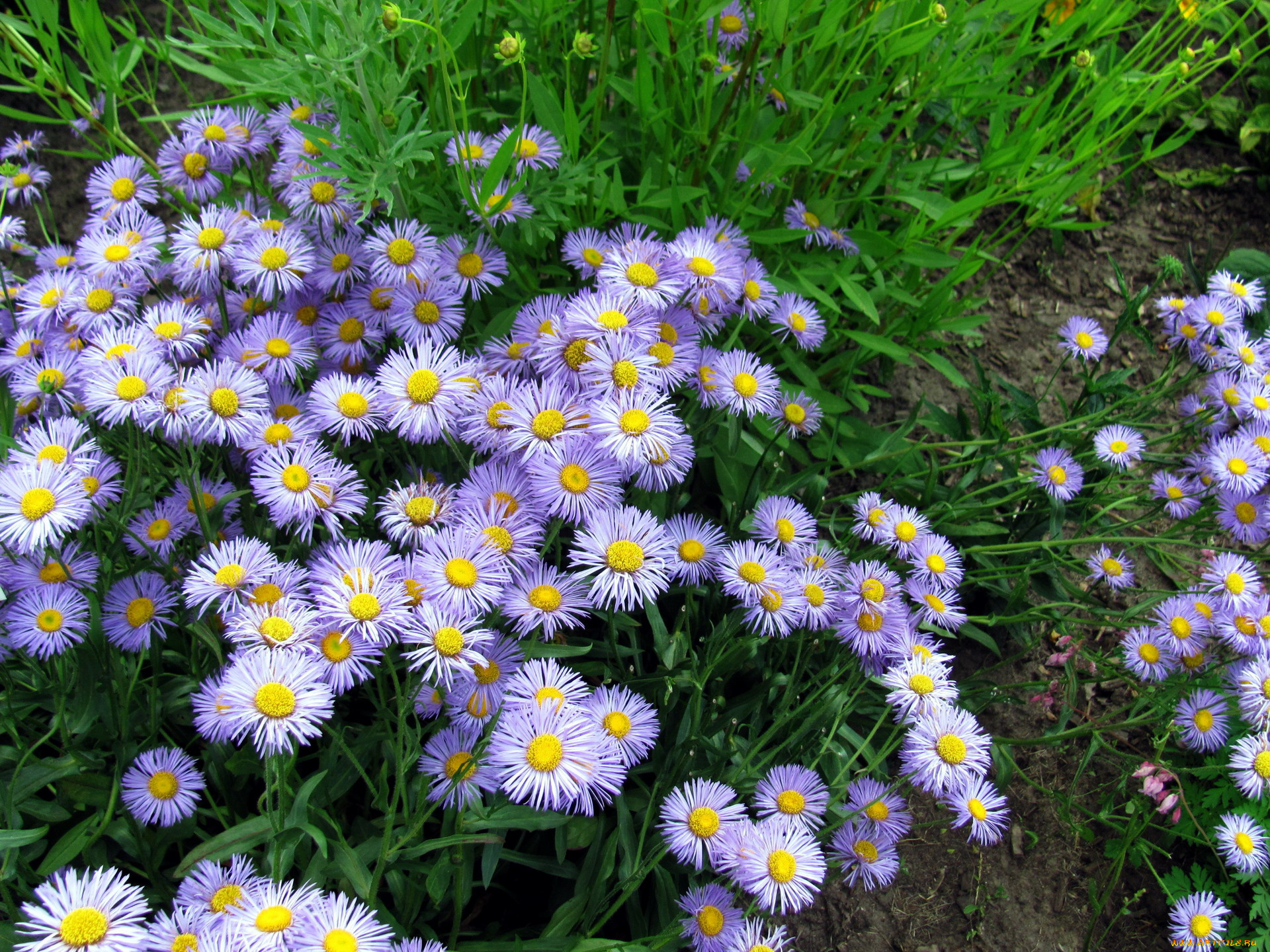 мелколепестник, гибридный, цветы, мелколепестник, гибридный