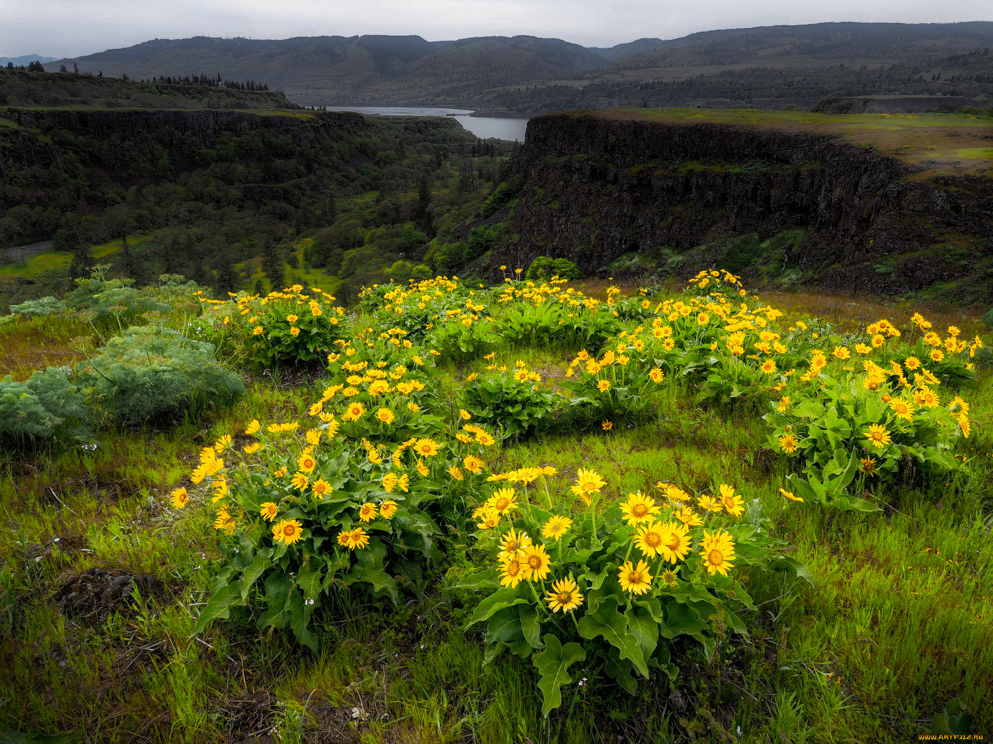 природа, луга, простор