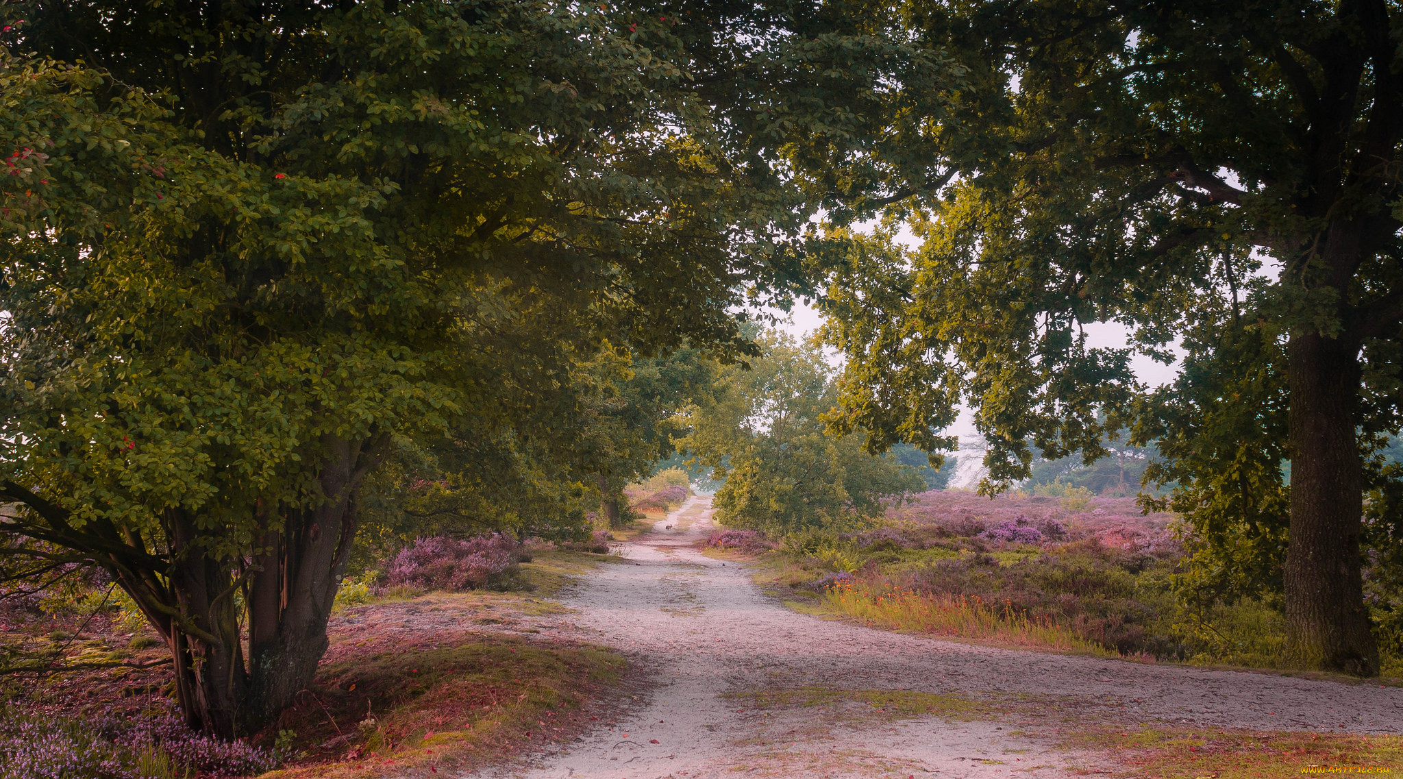 природа, дороги, простор