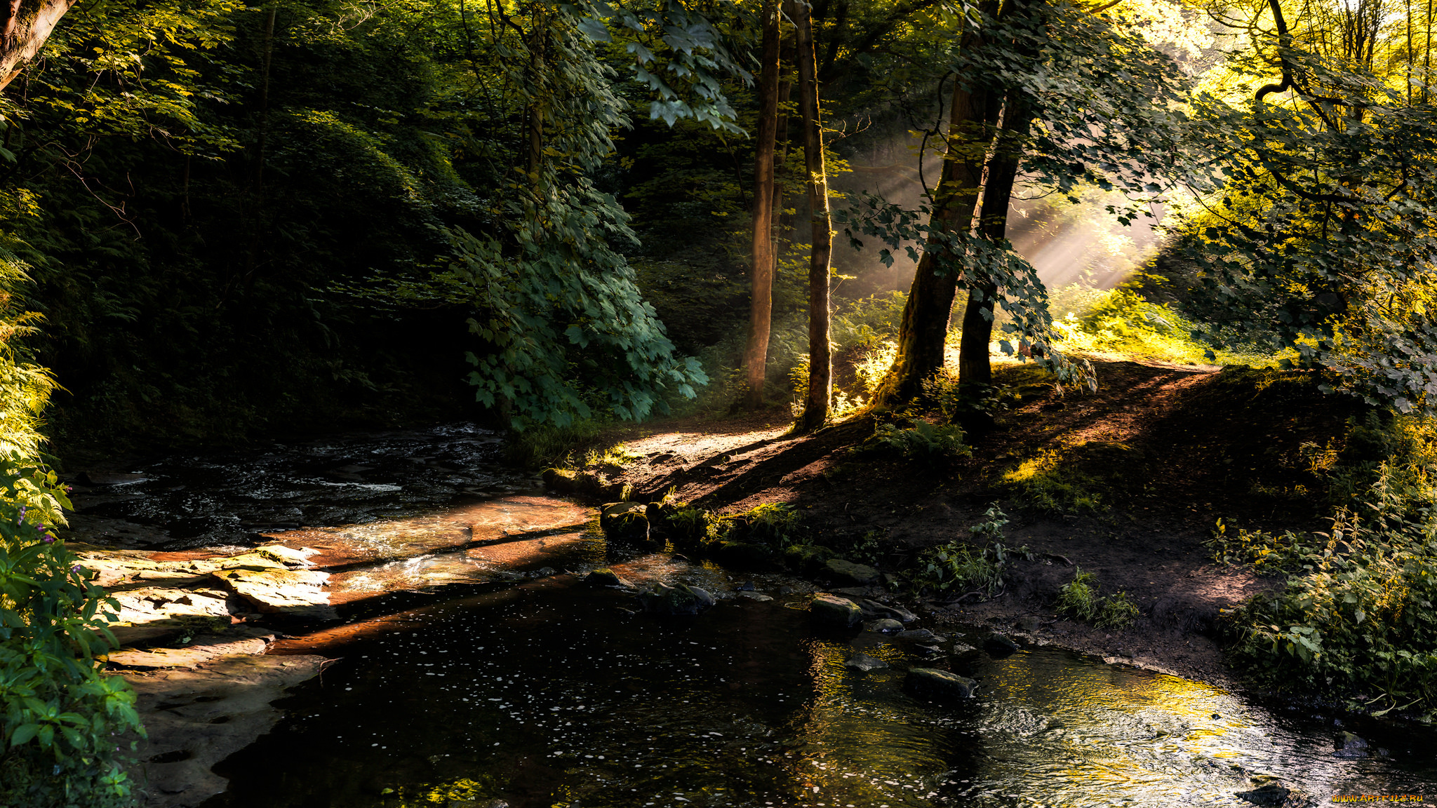 природа, лес, простор