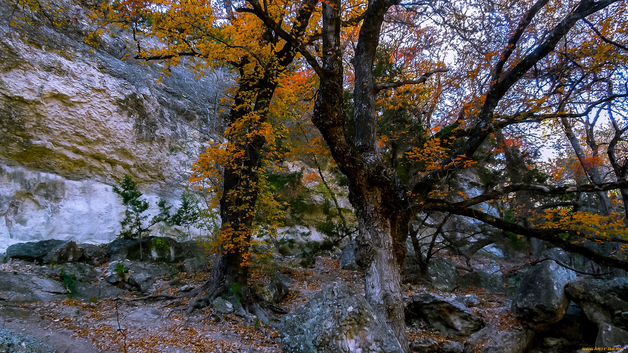 природа, лес, простор