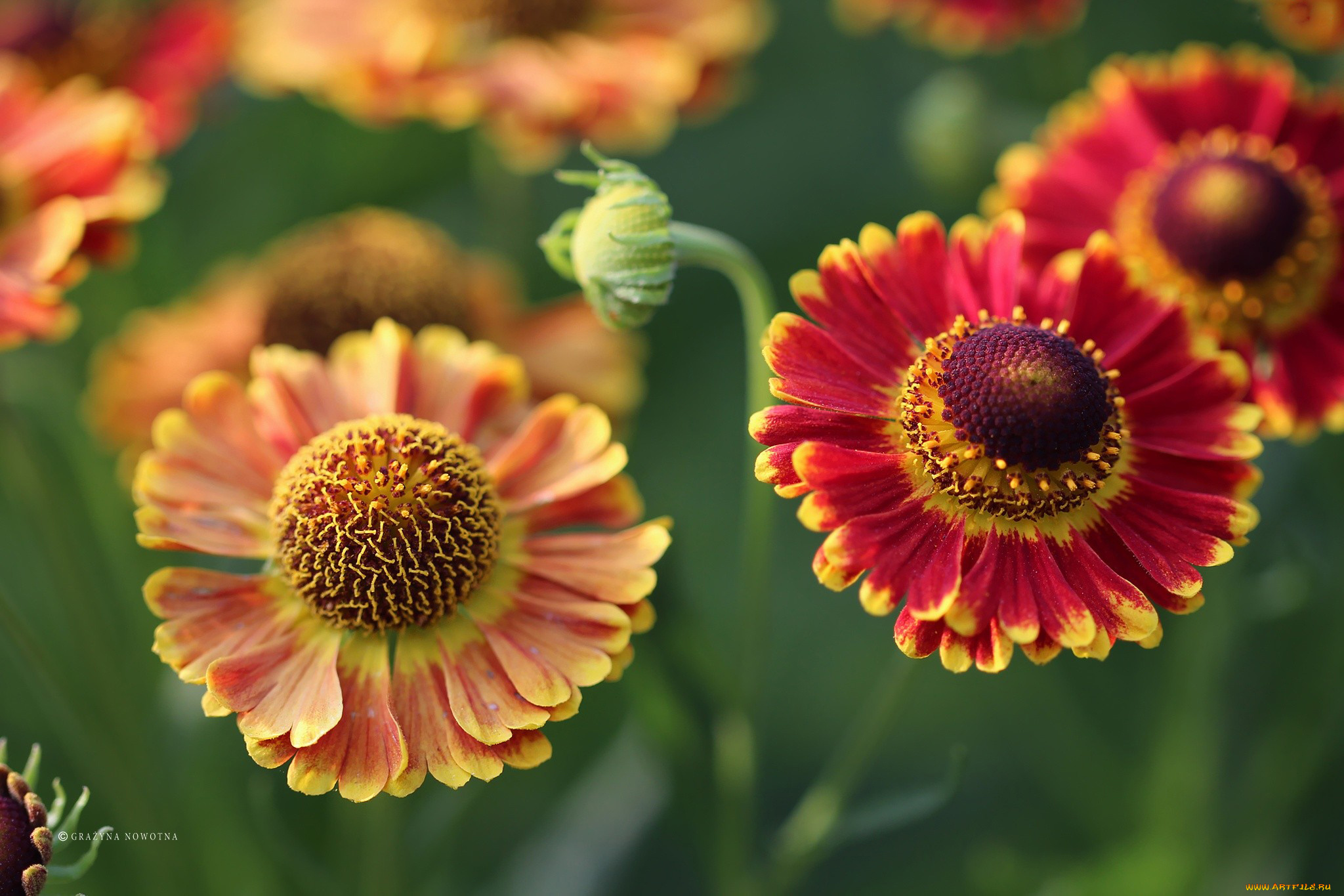 цветы, гелениум, макро