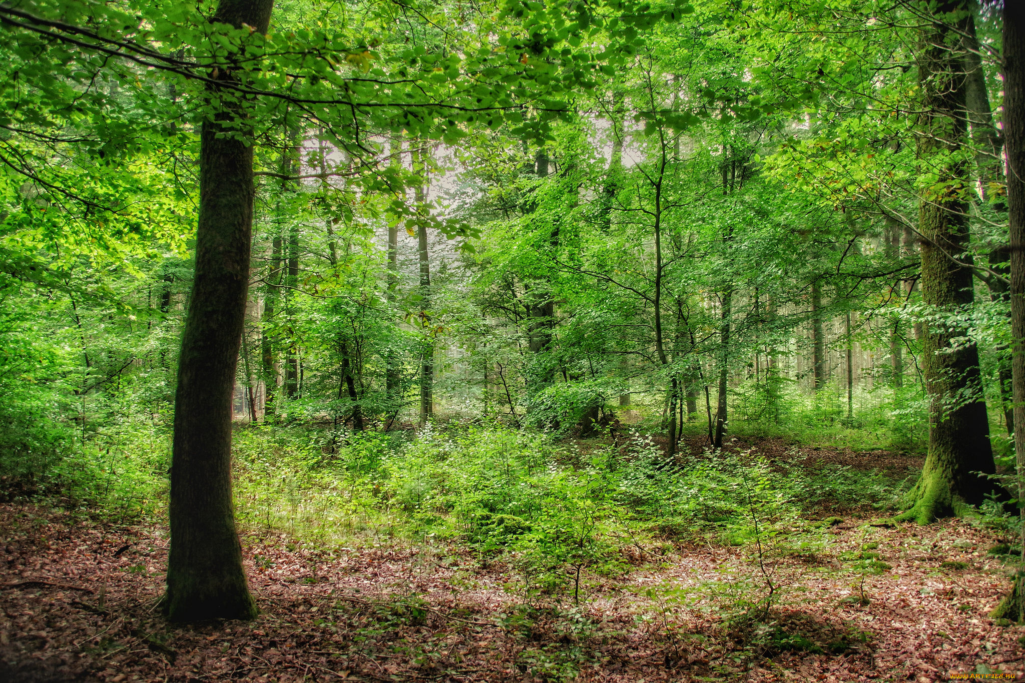 природа, лес, простор