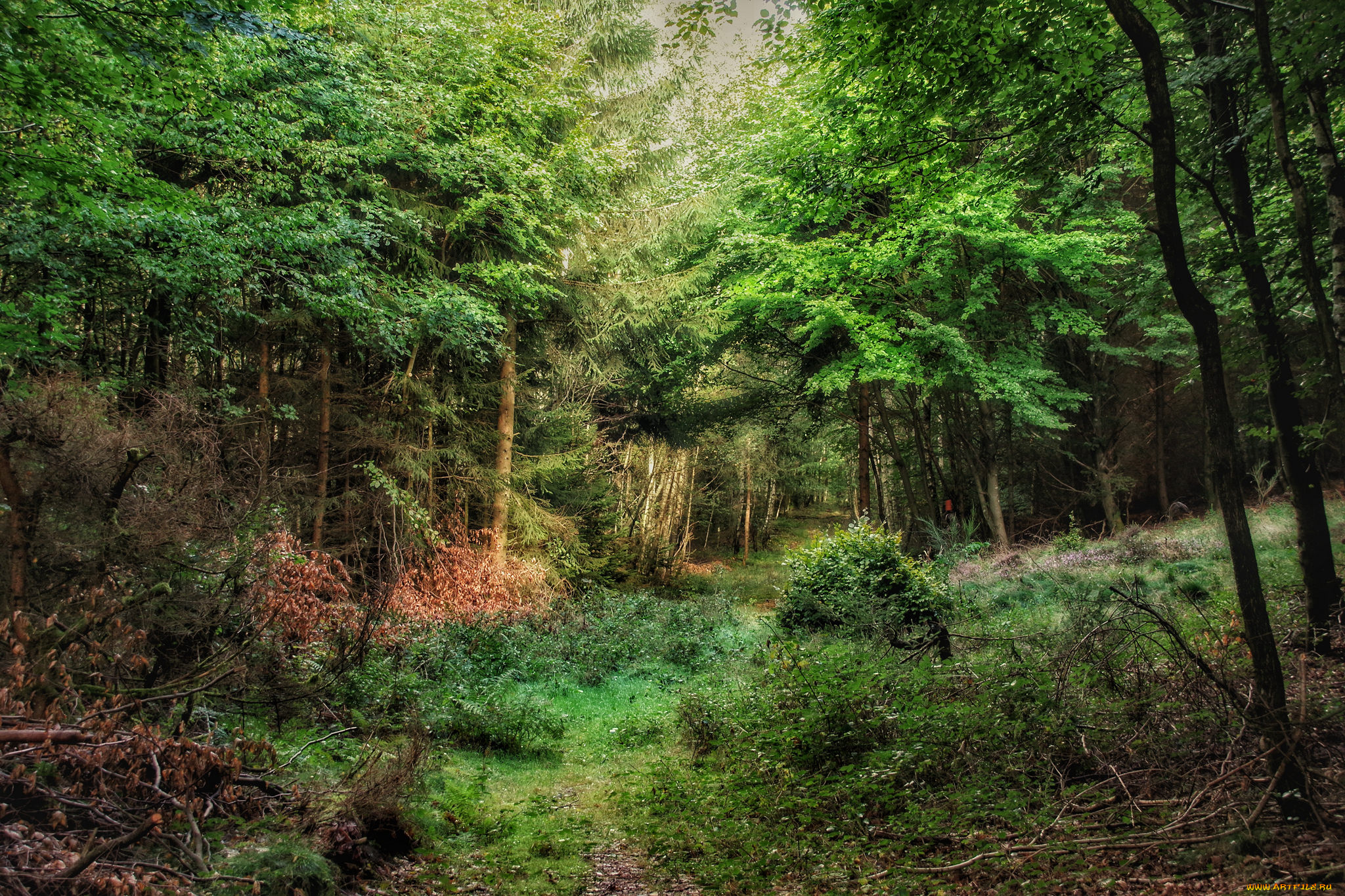 природа, лес, простор