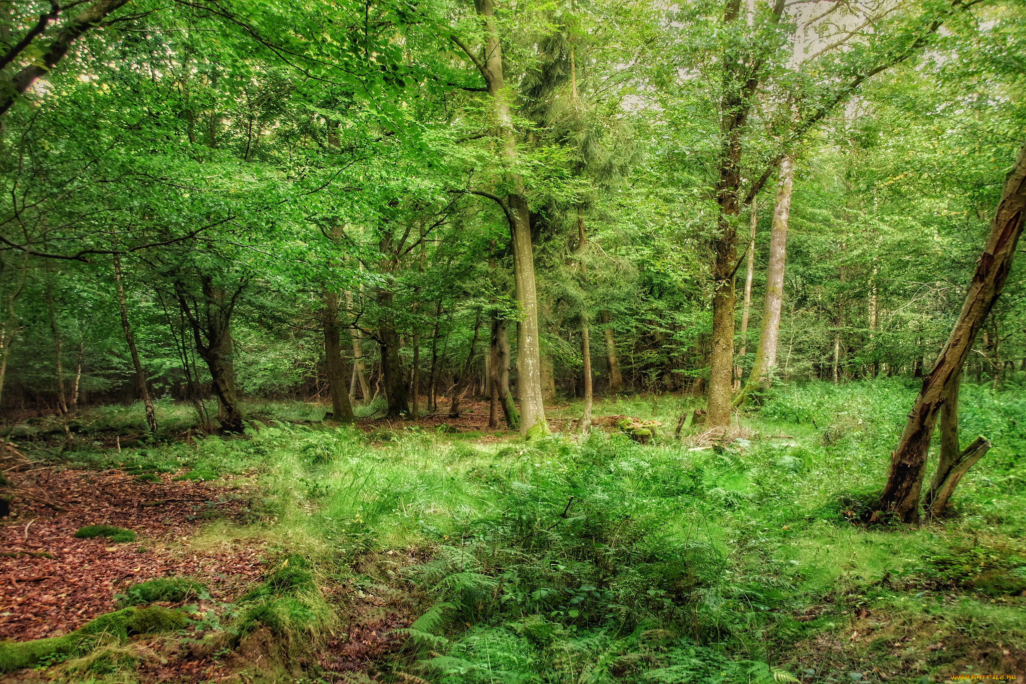 природа, лес, простор