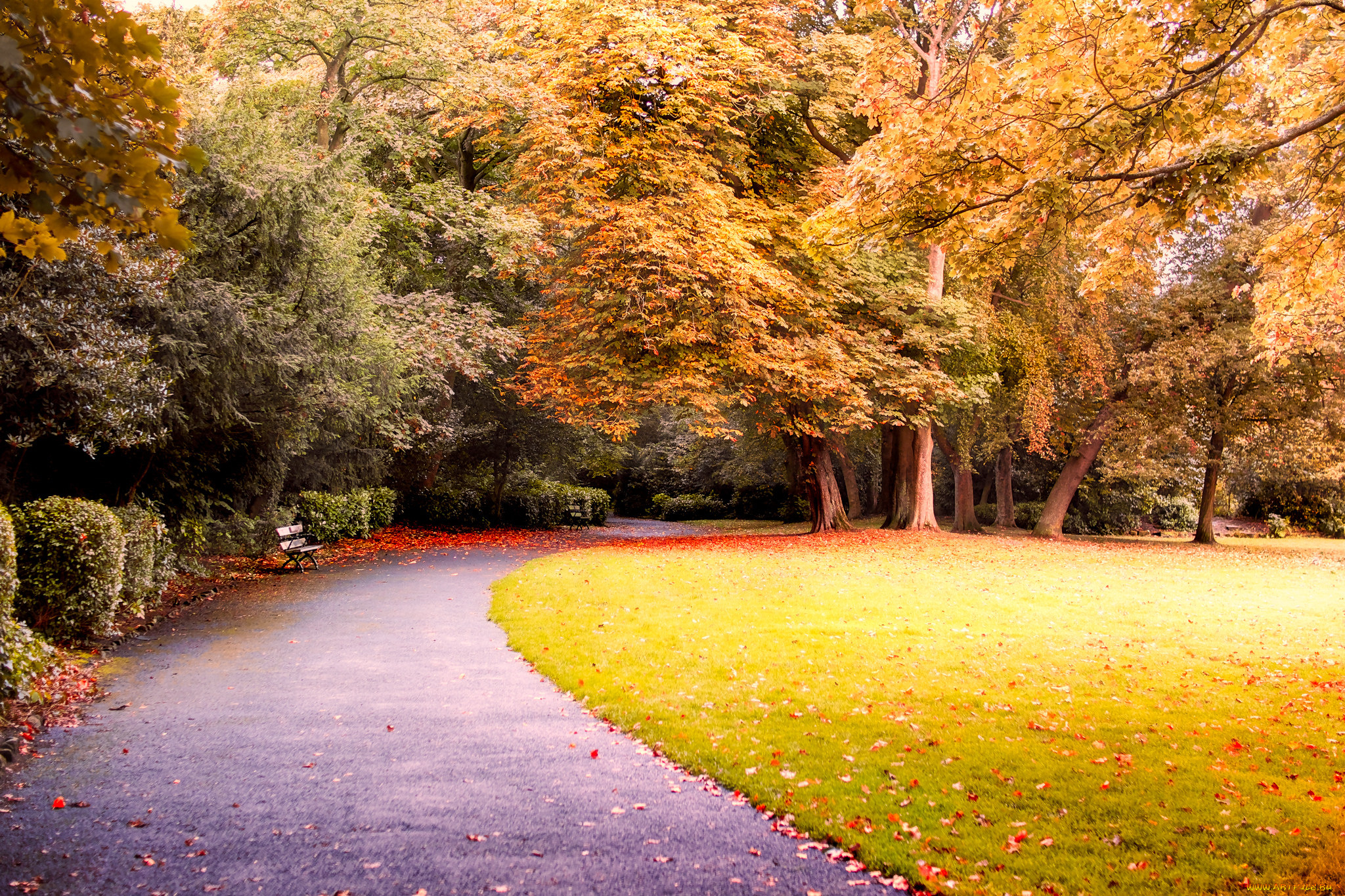 природа, парк, простор