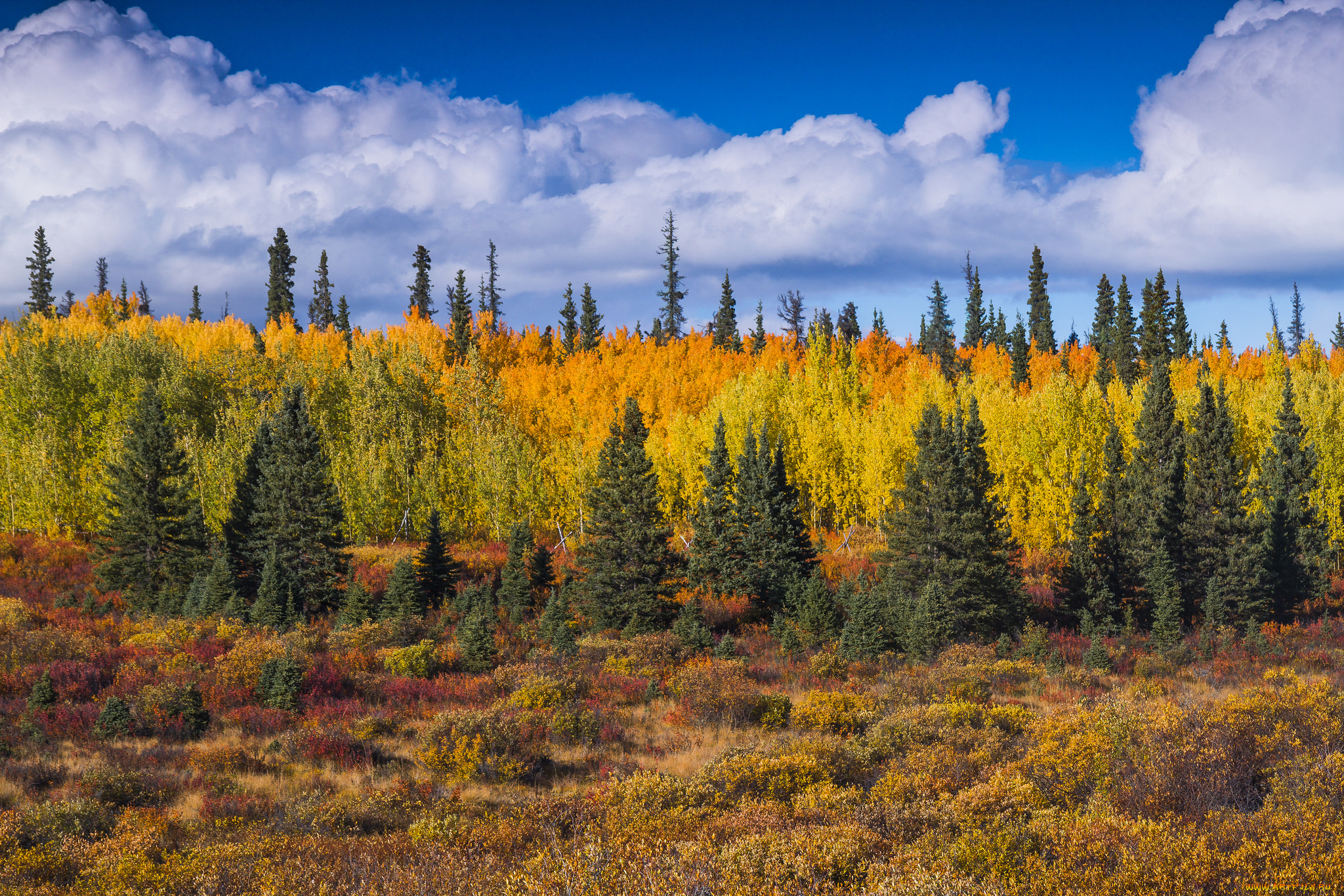 природа, лес, простор