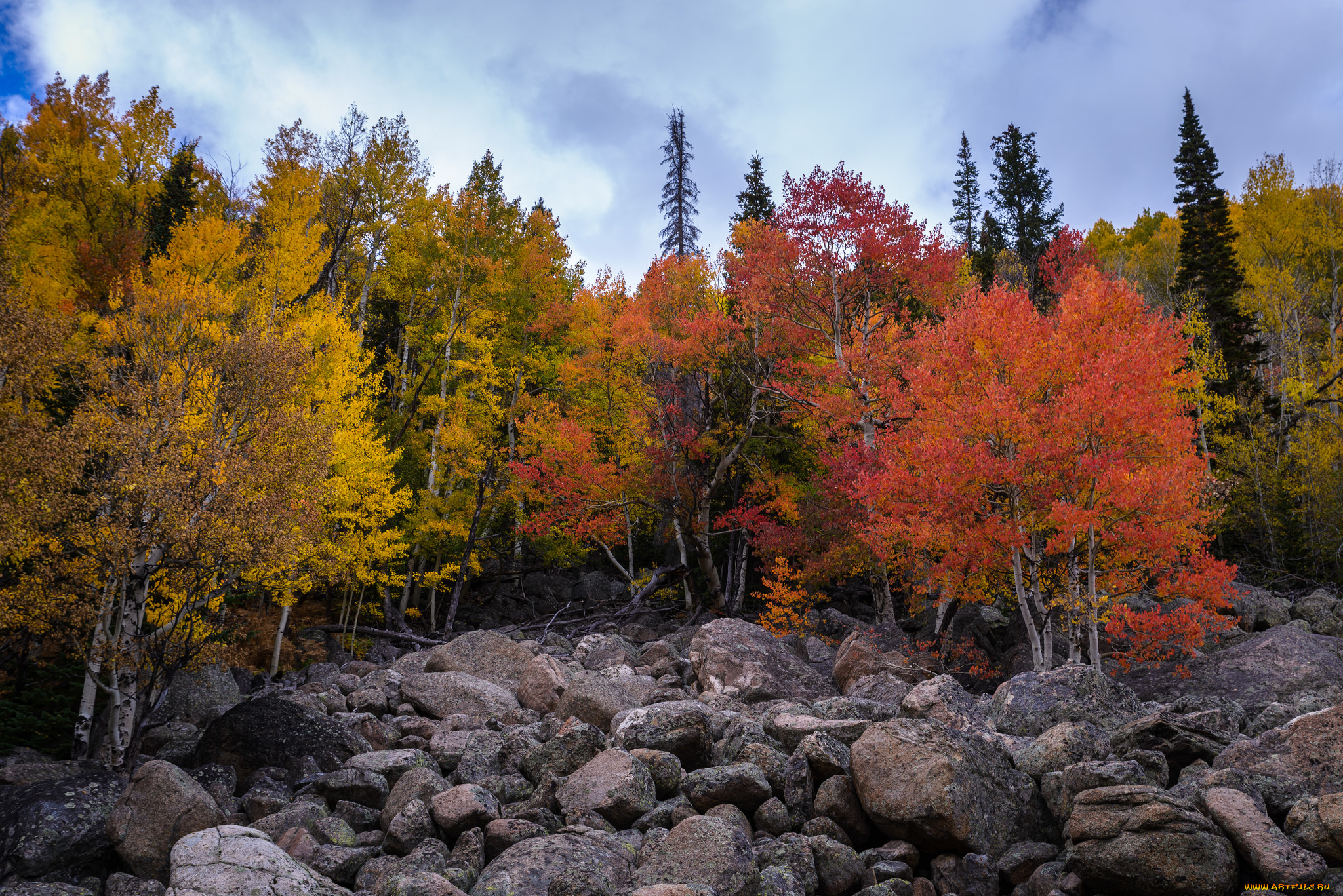 природа, лес, простор