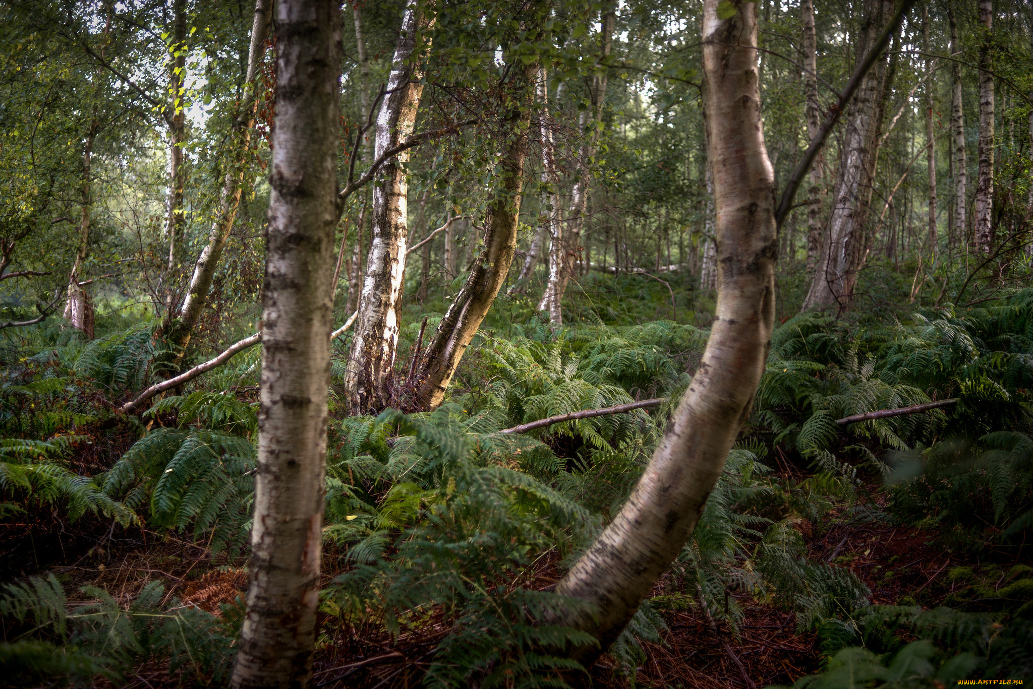 природа, лес, простор