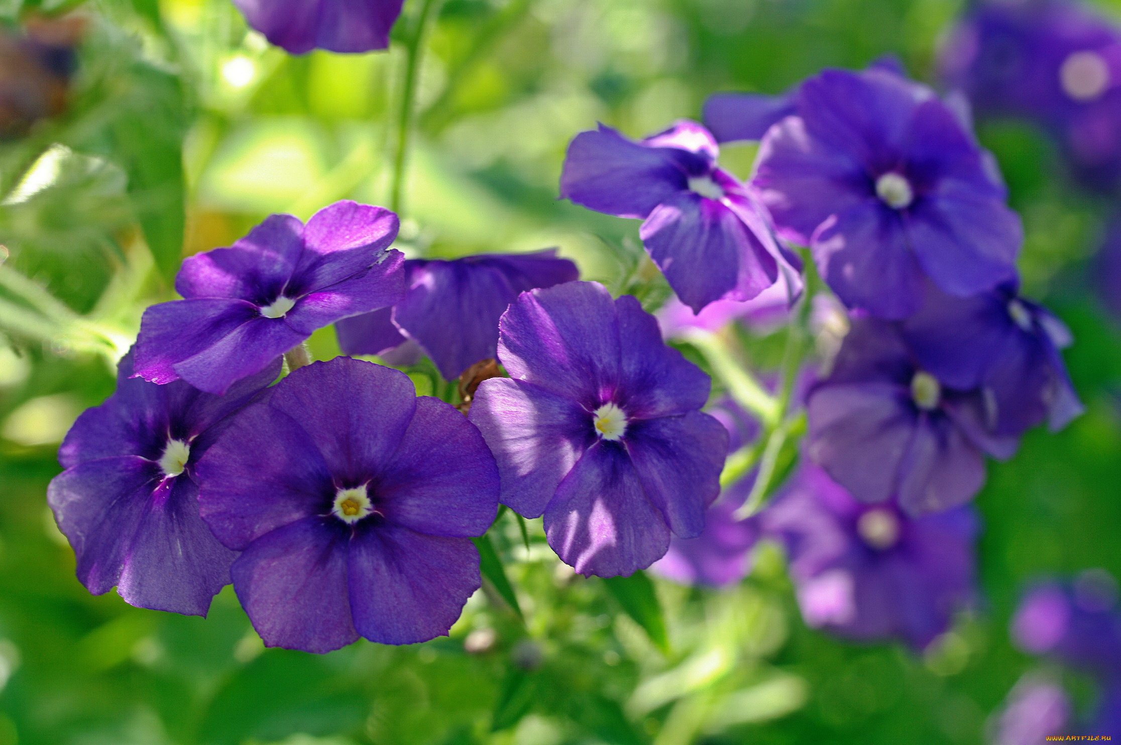 цветы, флоксы, фиолетовый, цвет, растения, природа, множество, однолетники, лето, красота, август, дача, флора