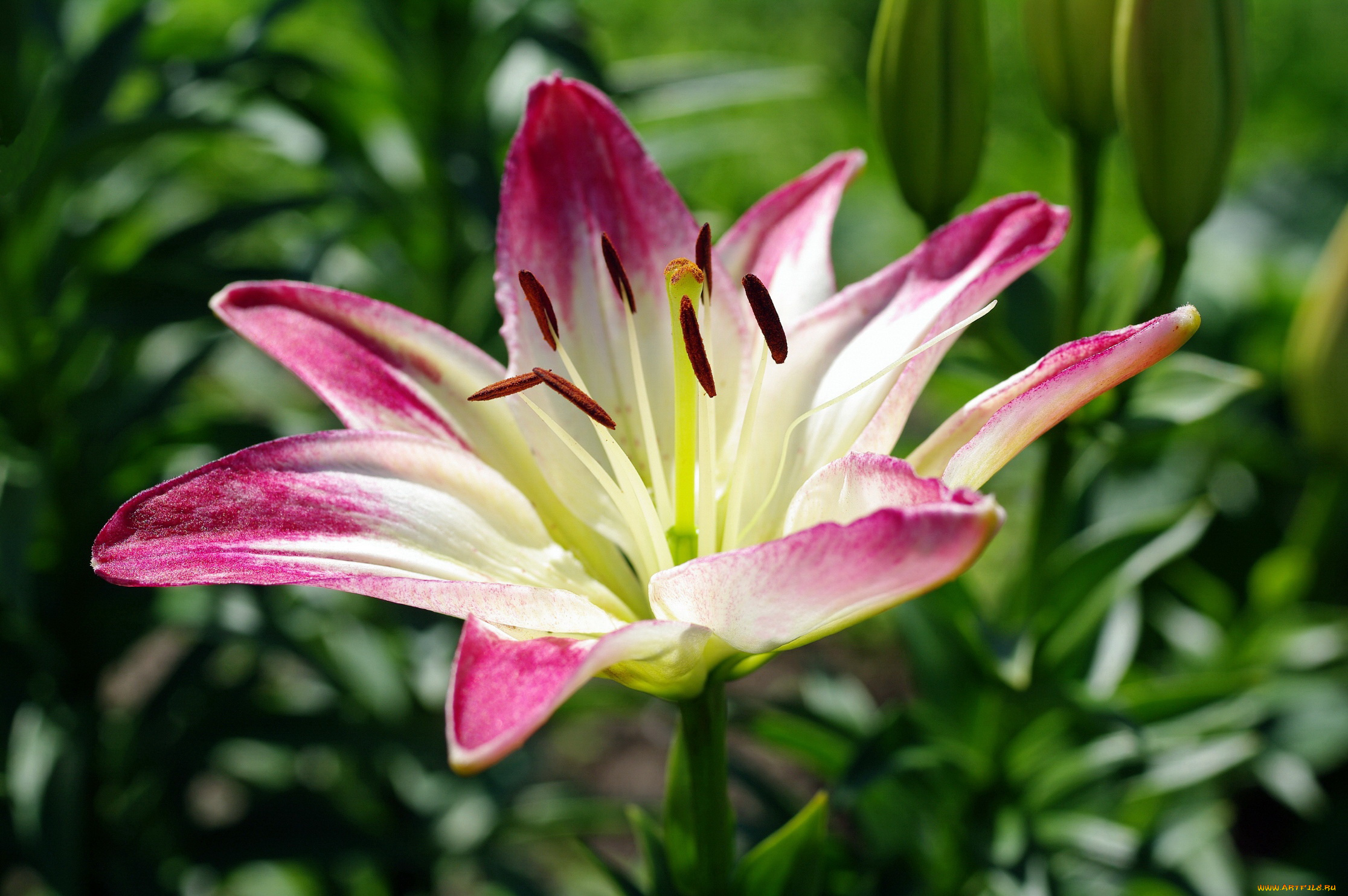 цветы, лилии, , лилейники, флора, тычинки, растения, природа, пестики, луковичные, лето, июль, дача