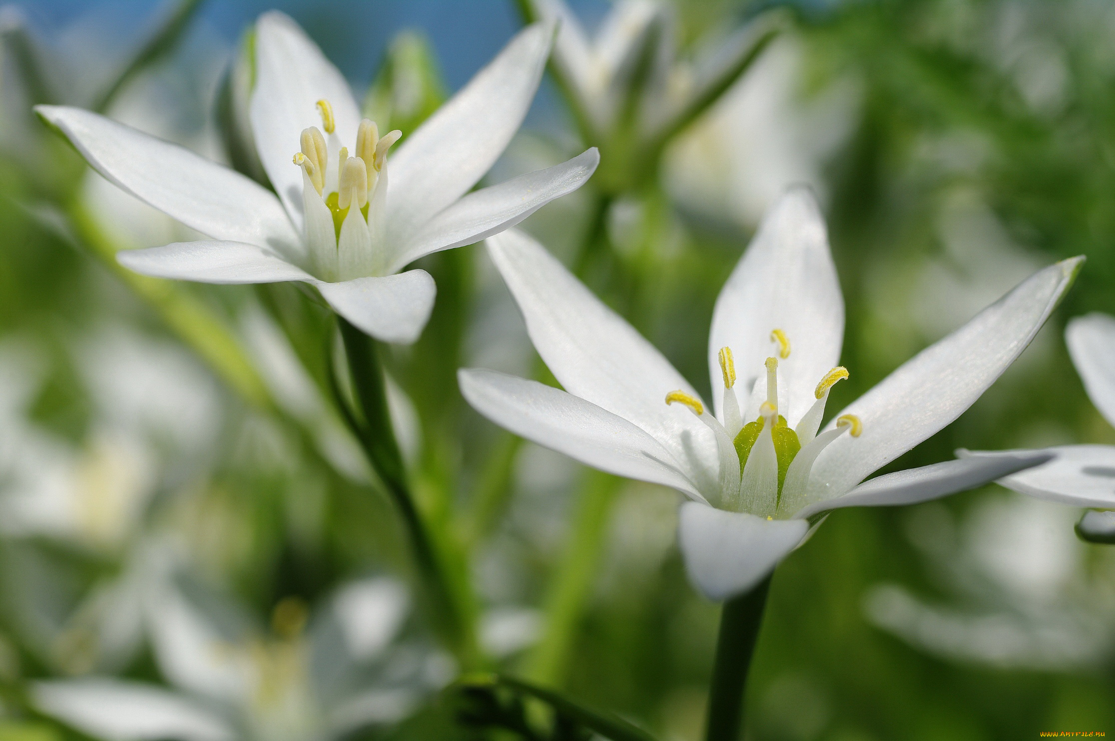 цветы, пробуждение, природа, пестики, флора, тычинки, растения, май, луковичные, лилейные, красота, дача, нежность, многолетники, макро, белоснежность, белый, цвет, весна, птицемлечник