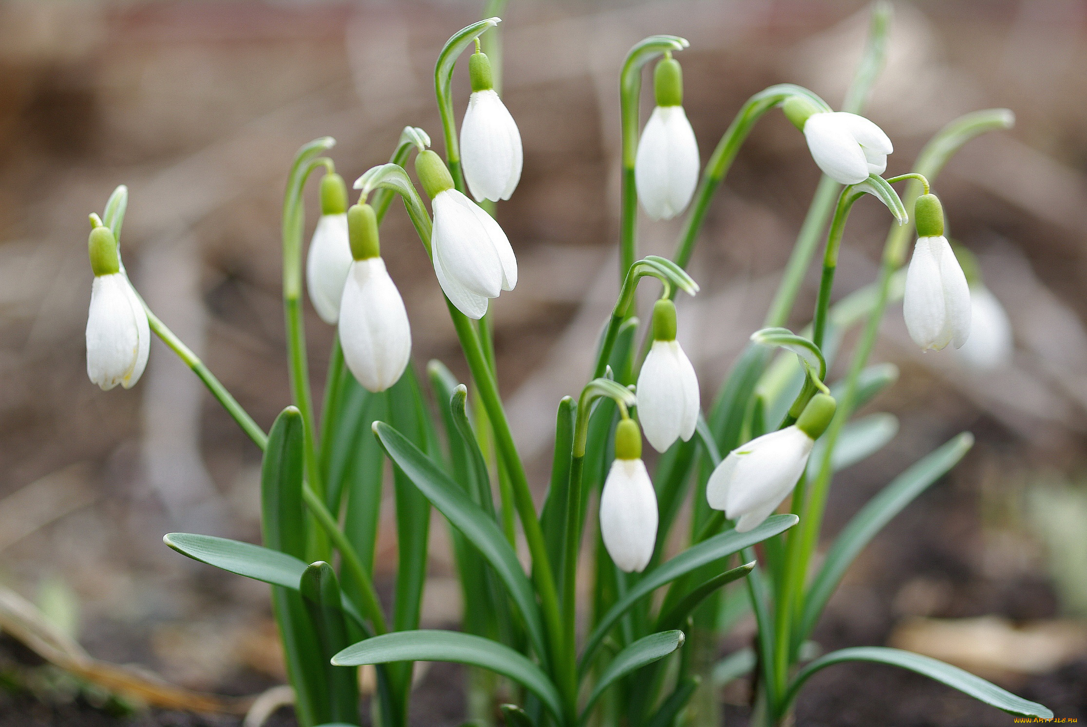 цветы, подснежники, , белоцветники, , пролески, флора, природа, растения, первоцветы, нежность, май, белый, цвет, весна, галантус, дача, луковичные