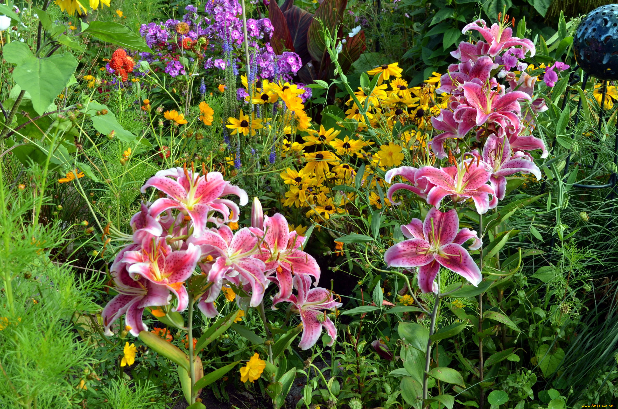 цветы, разные, вместе, цветник