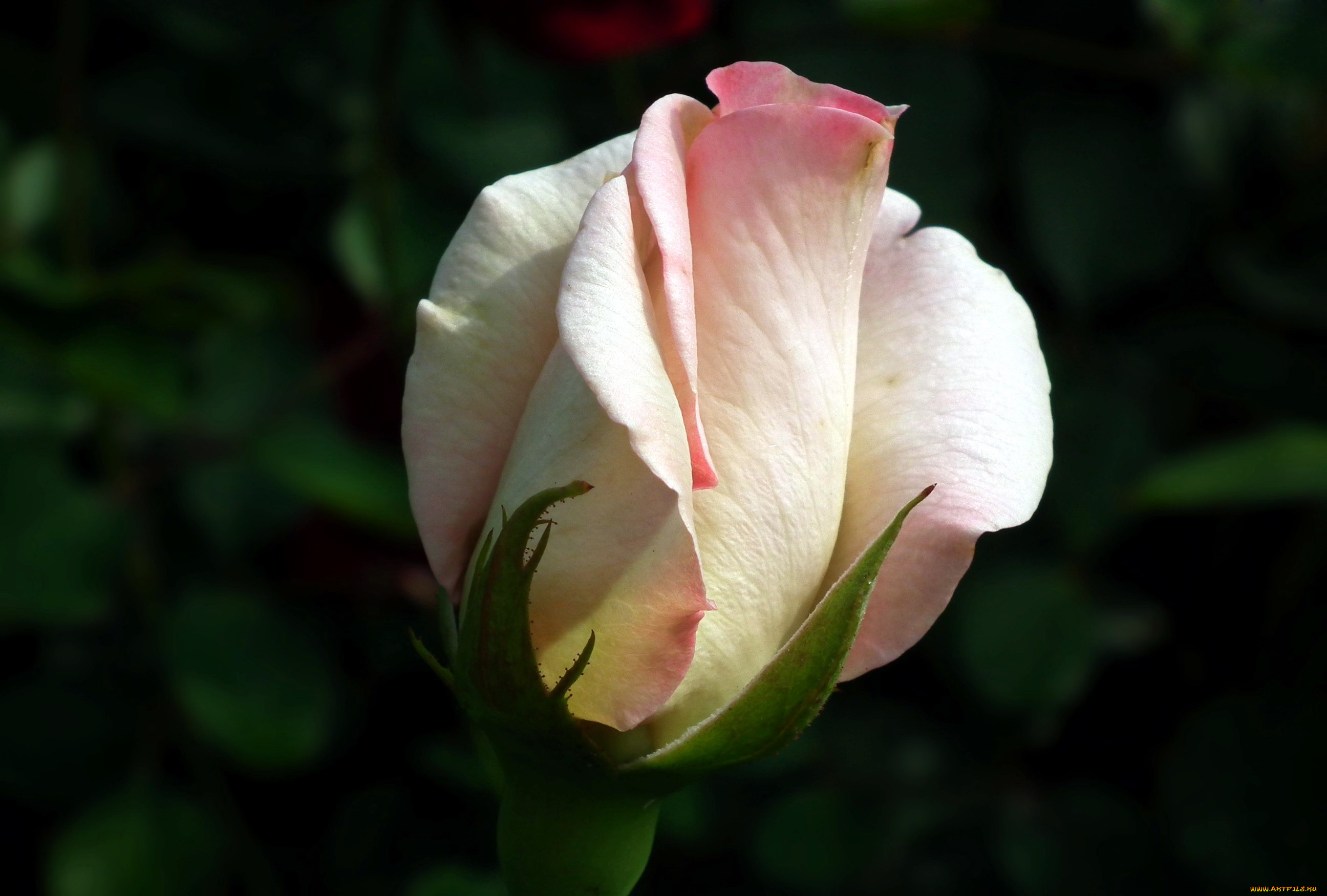 цветы, розы, бутон