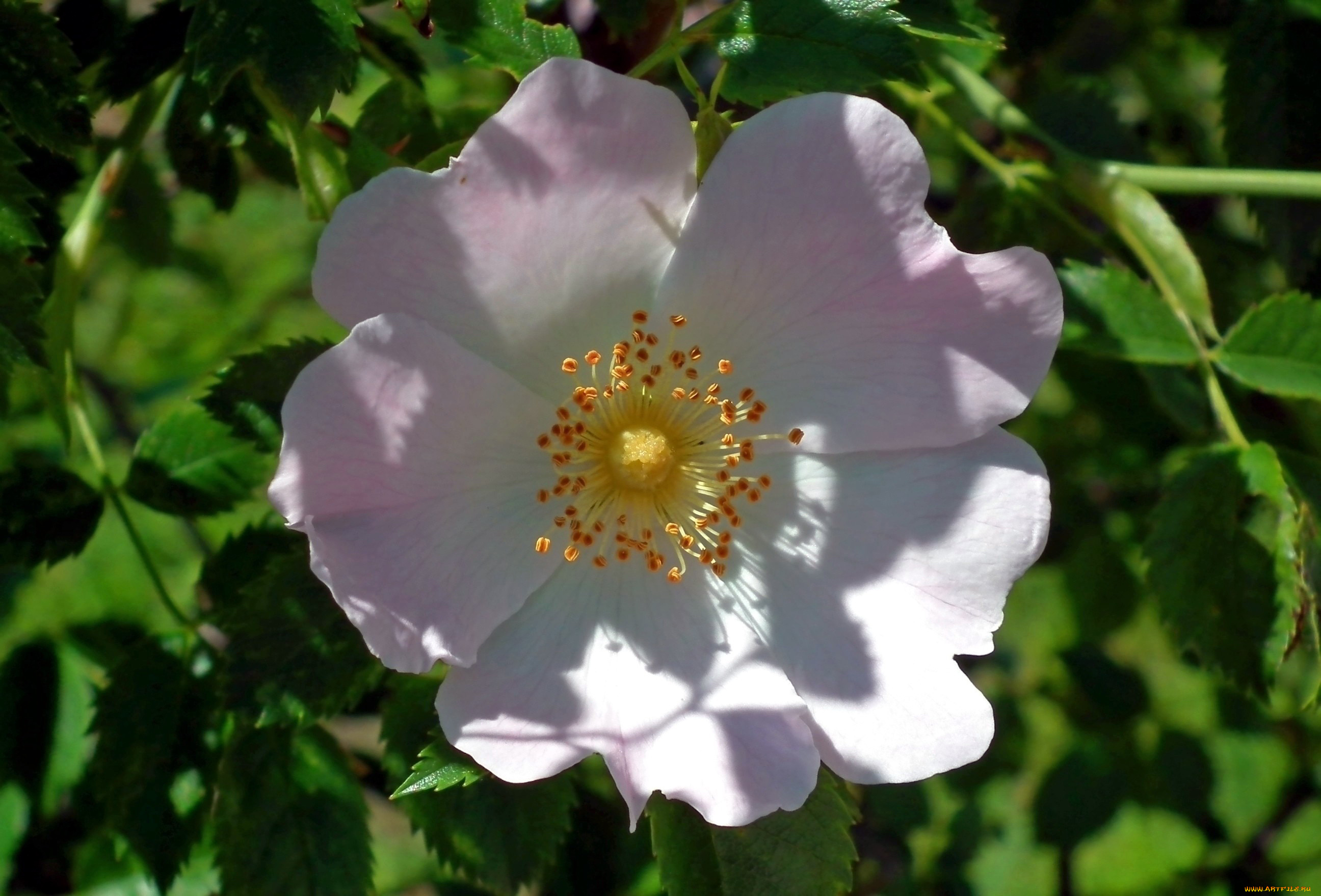 цветы, шиповник, макро