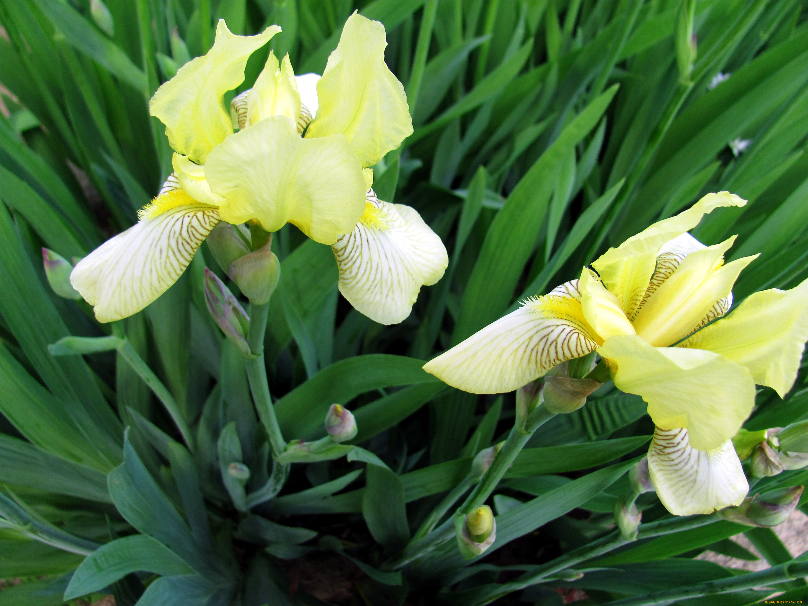 цветы, ирисы, дуэт